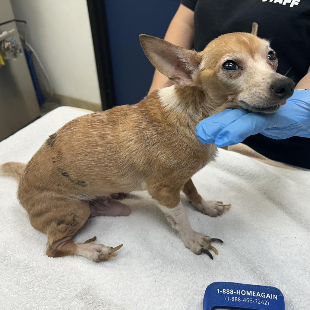 Enlarge Sully, a Adoptable Chihuahua in Galveston, TX image 4/4