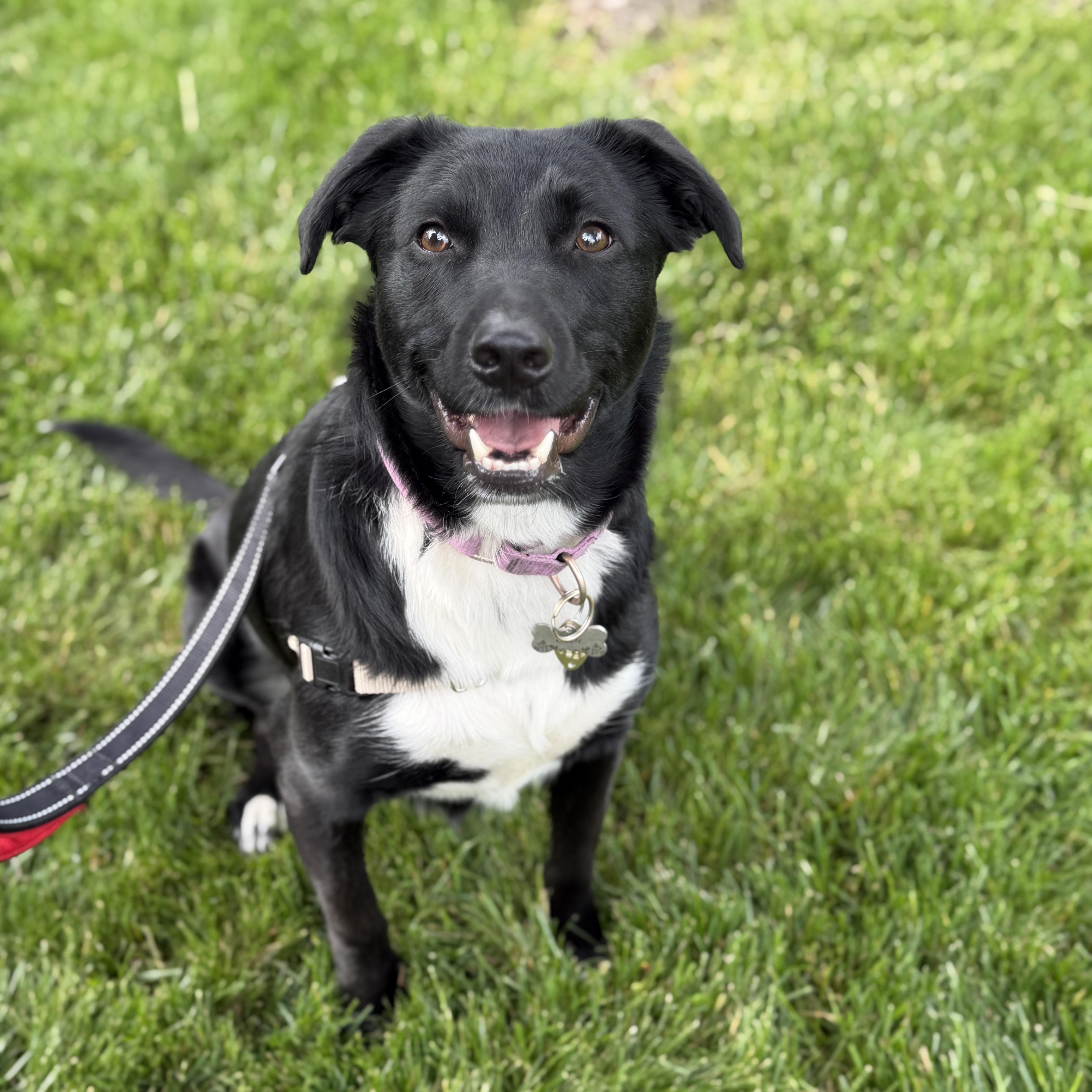 Ellie, a ADOPTABLE mixed breed in Chatham, NJ image 2/5