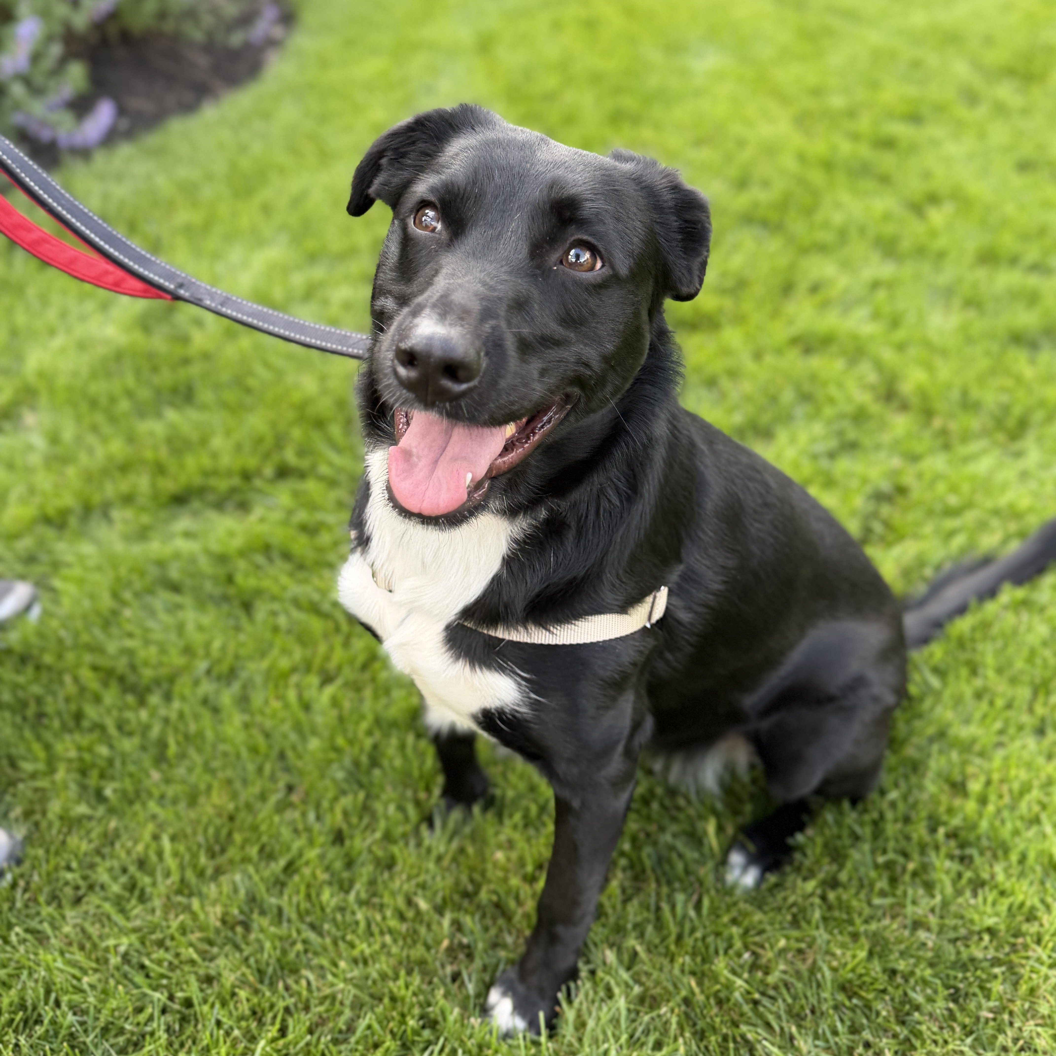 Ellie, ADOPTABLE, Young Female German Shepherd Dog & Cattle Dog.