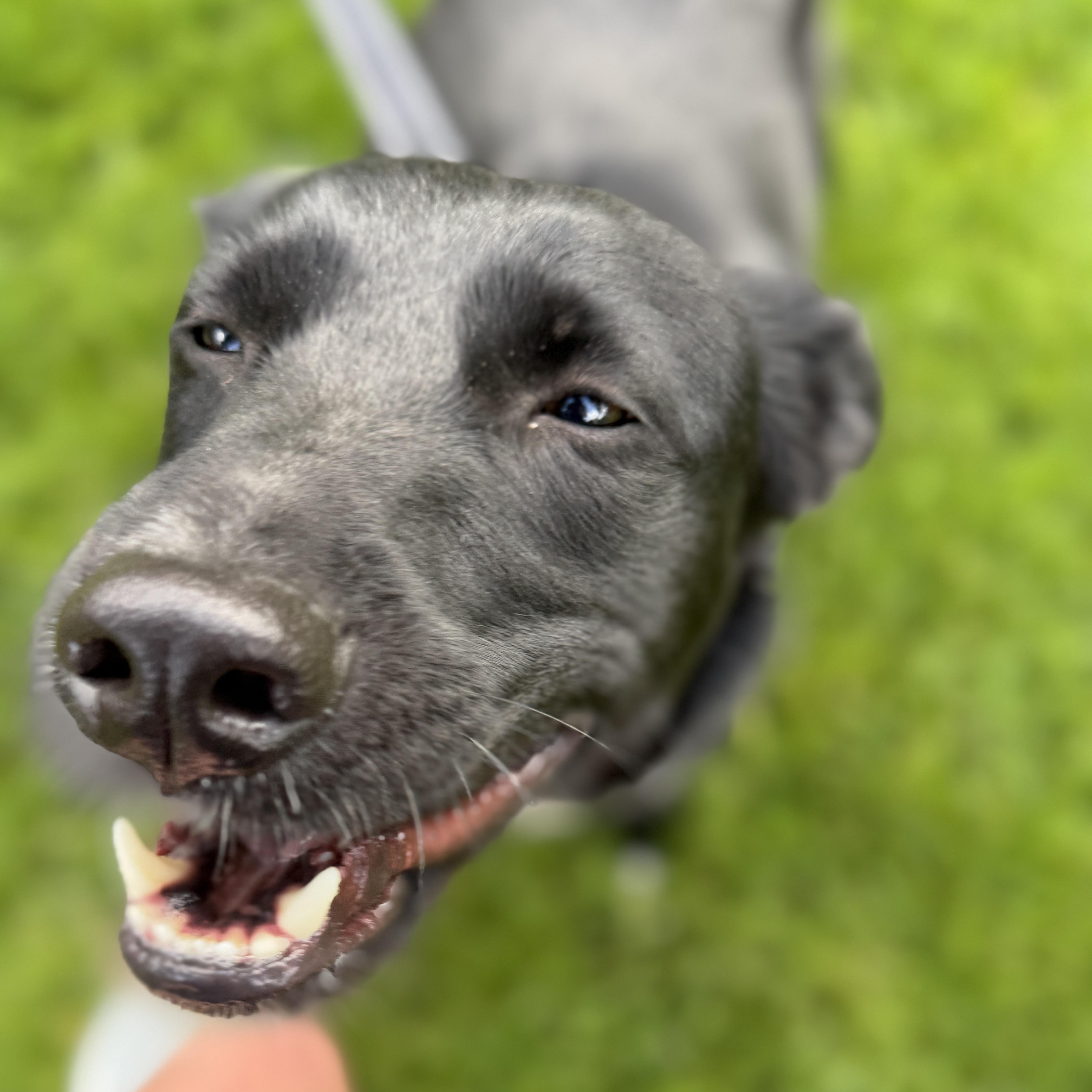 Ellie, a ADOPTABLE mixed breed in Chatham, NJ image 3/5