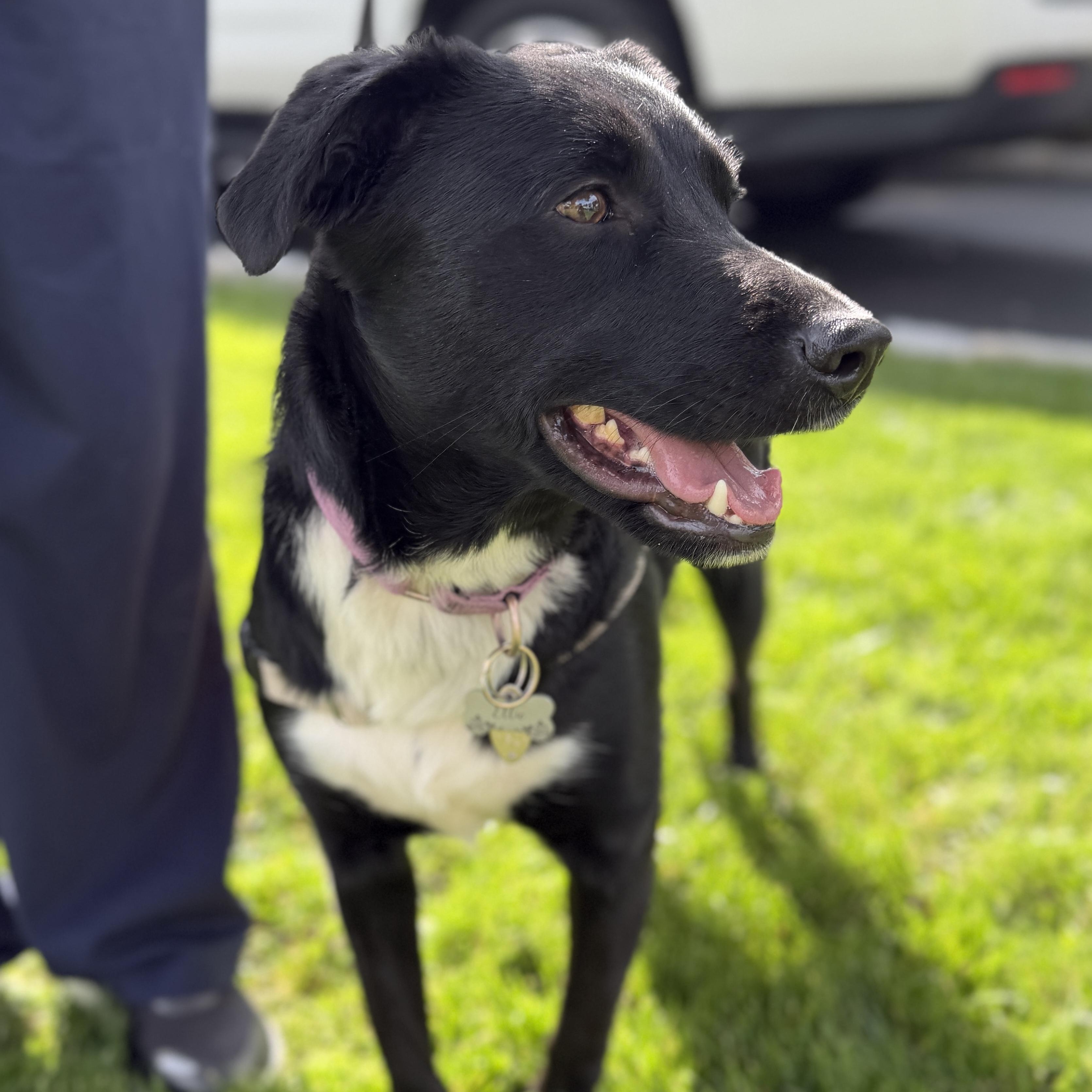 Ellie, a ADOPTABLE mixed breed in Chatham, NJ image 5/5