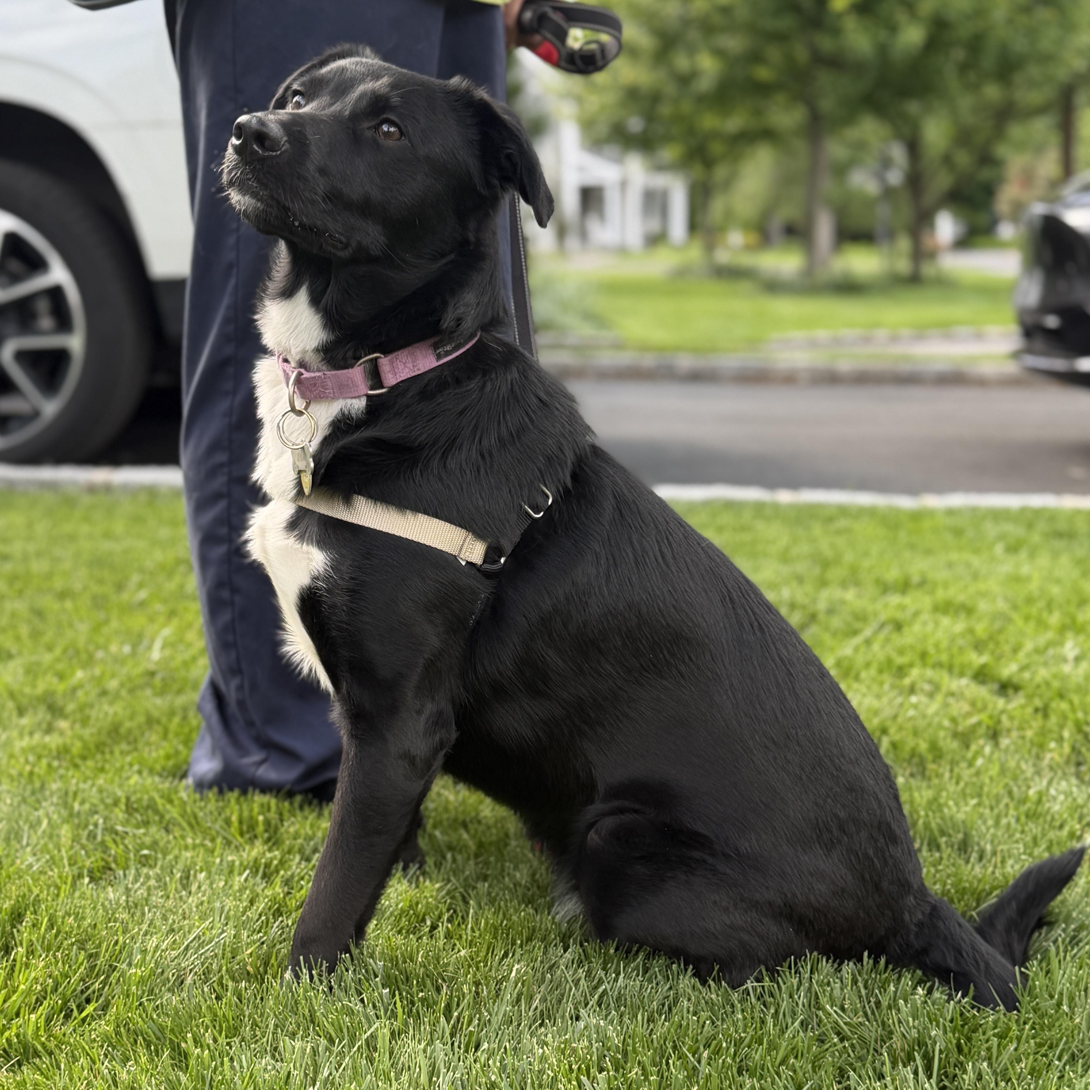 Ellie, a ADOPTABLE mixed breed in Chatham, NJ image 4/5