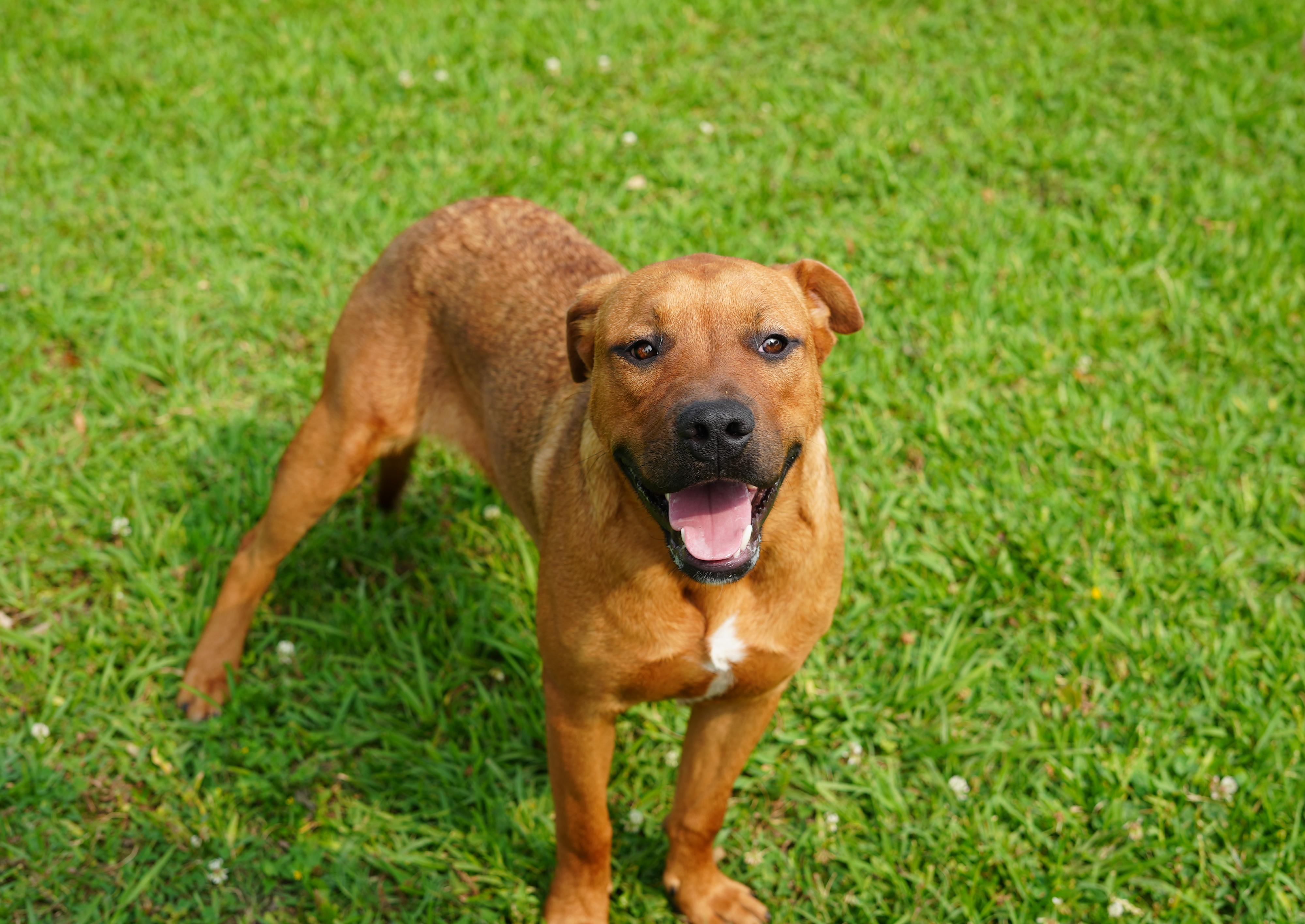 Bruno