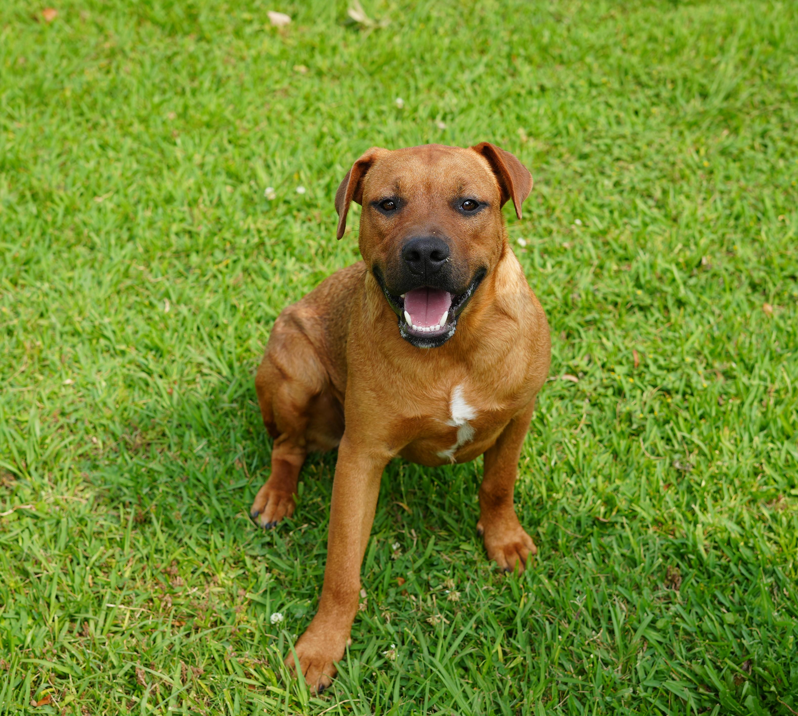 Bruno