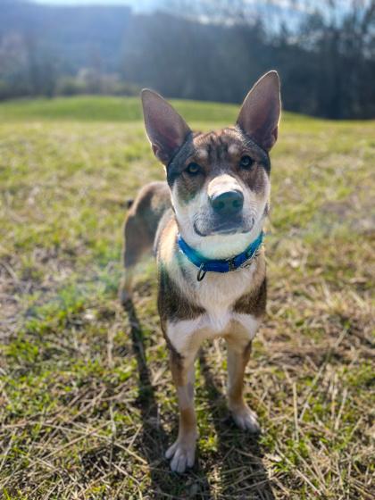 Enlarge Armando, a Adoptable Mixed Breed in Bloomsburg, PA image 1/3