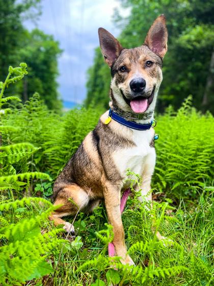 Enlarge Armando, a Adoptable Mixed Breed in Bloomsburg, PA image 2/3