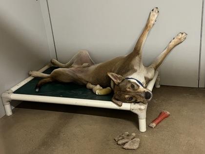 Enlarge Armando, a Adoptable Mixed Breed in Bloomsburg, PA image 3/3