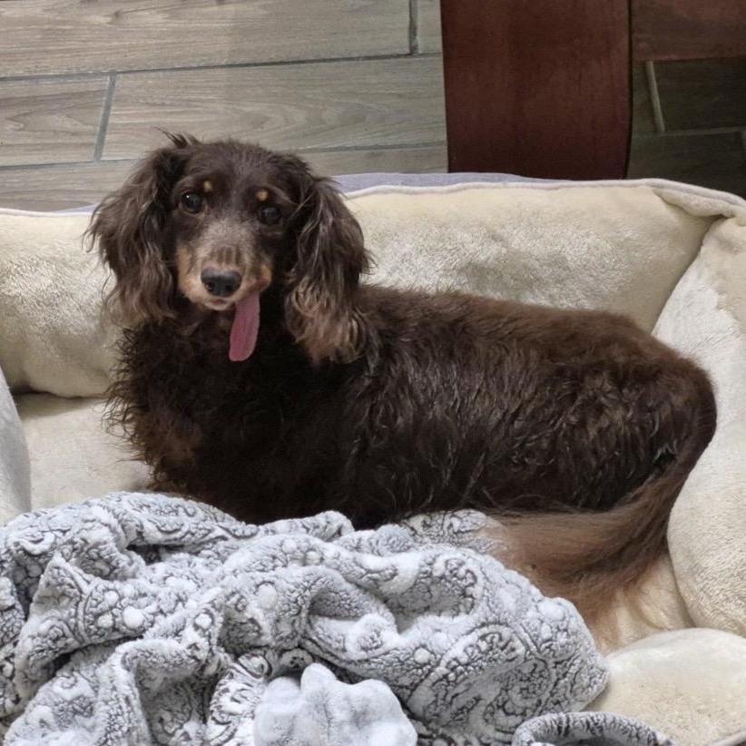 Gabby, ADOPTABLE, Senior Female Dachshund (Long Haired).