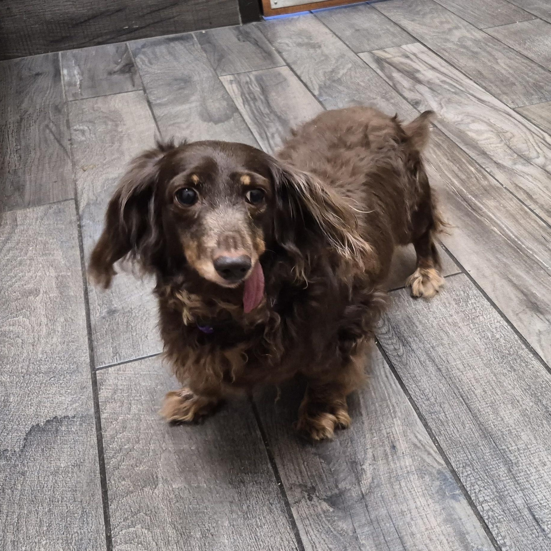 Enlarge Gabby, a ADOPTABLE Dachshund (Long Haired) in Orange Park, FL image 2/6