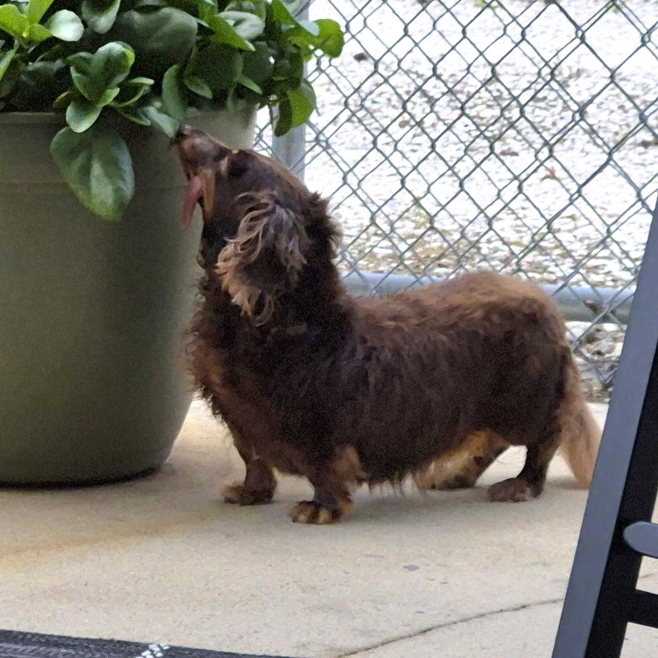Enlarge Gabby, a ADOPTABLE Dachshund (Long Haired) in Orange Park, FL image 3/6