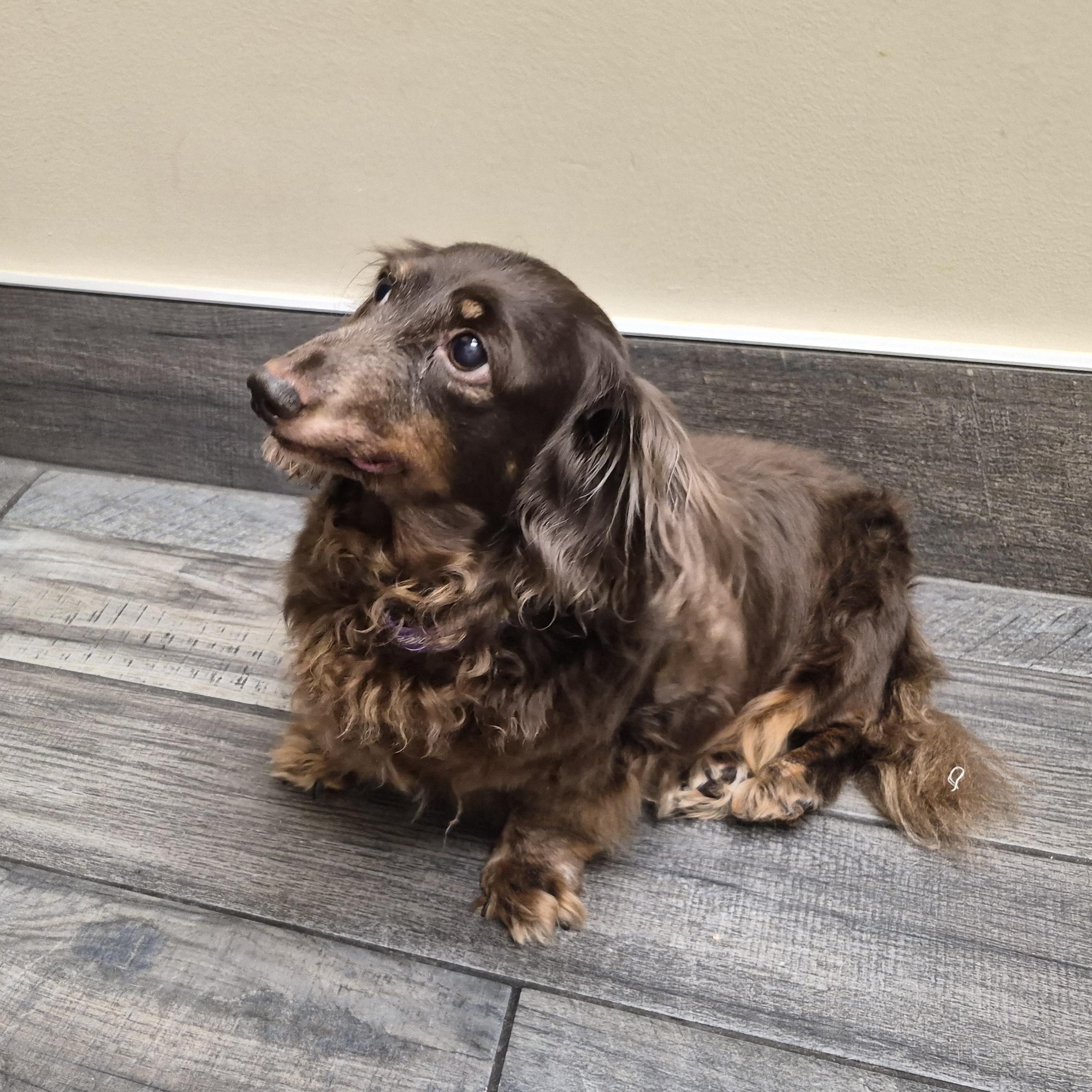 Enlarge Gabby, a ADOPTABLE Dachshund (Long Haired) in Orange Park, FL image 6/6