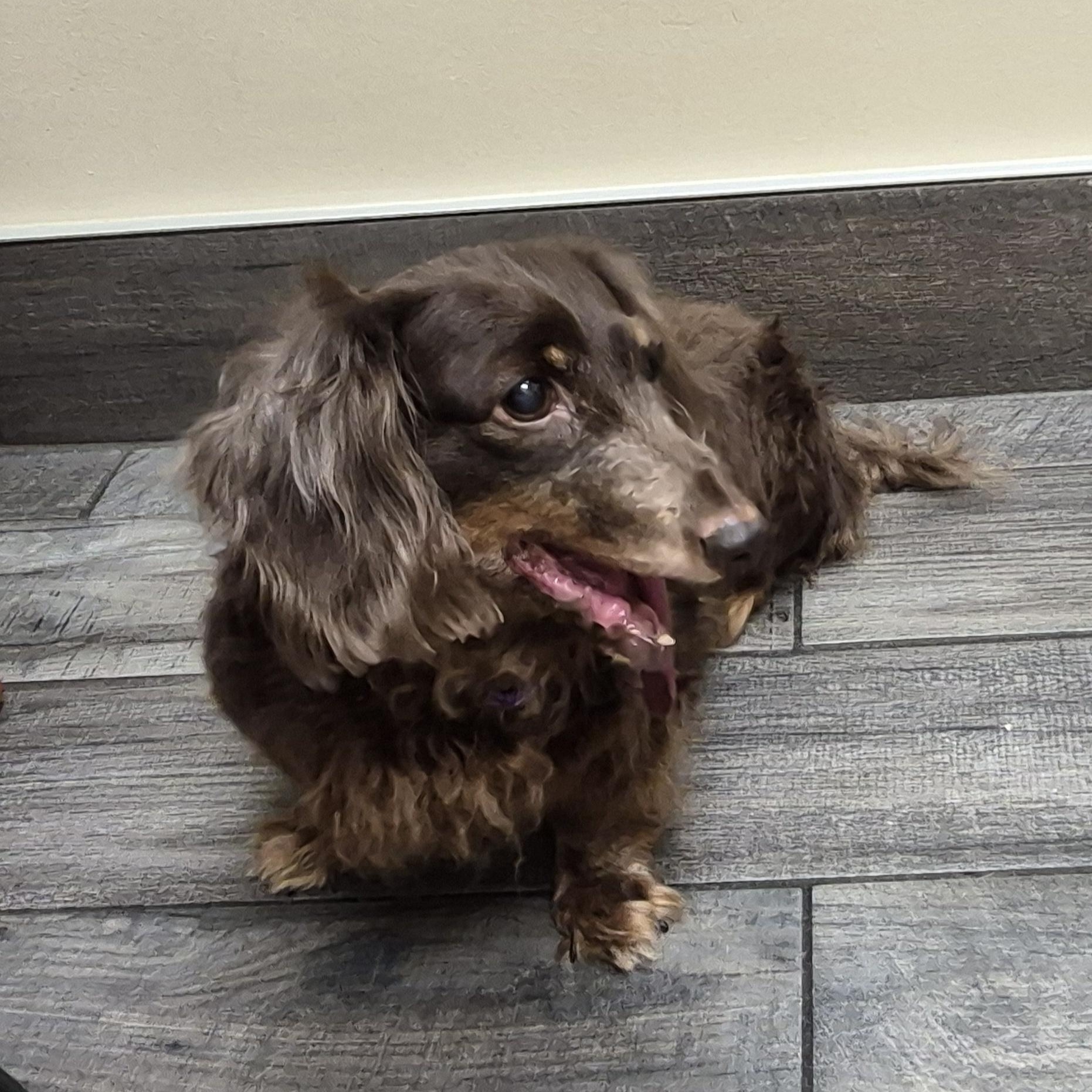 Enlarge Gabby, a ADOPTABLE Dachshund (Long Haired) in Orange Park, FL image 4/6