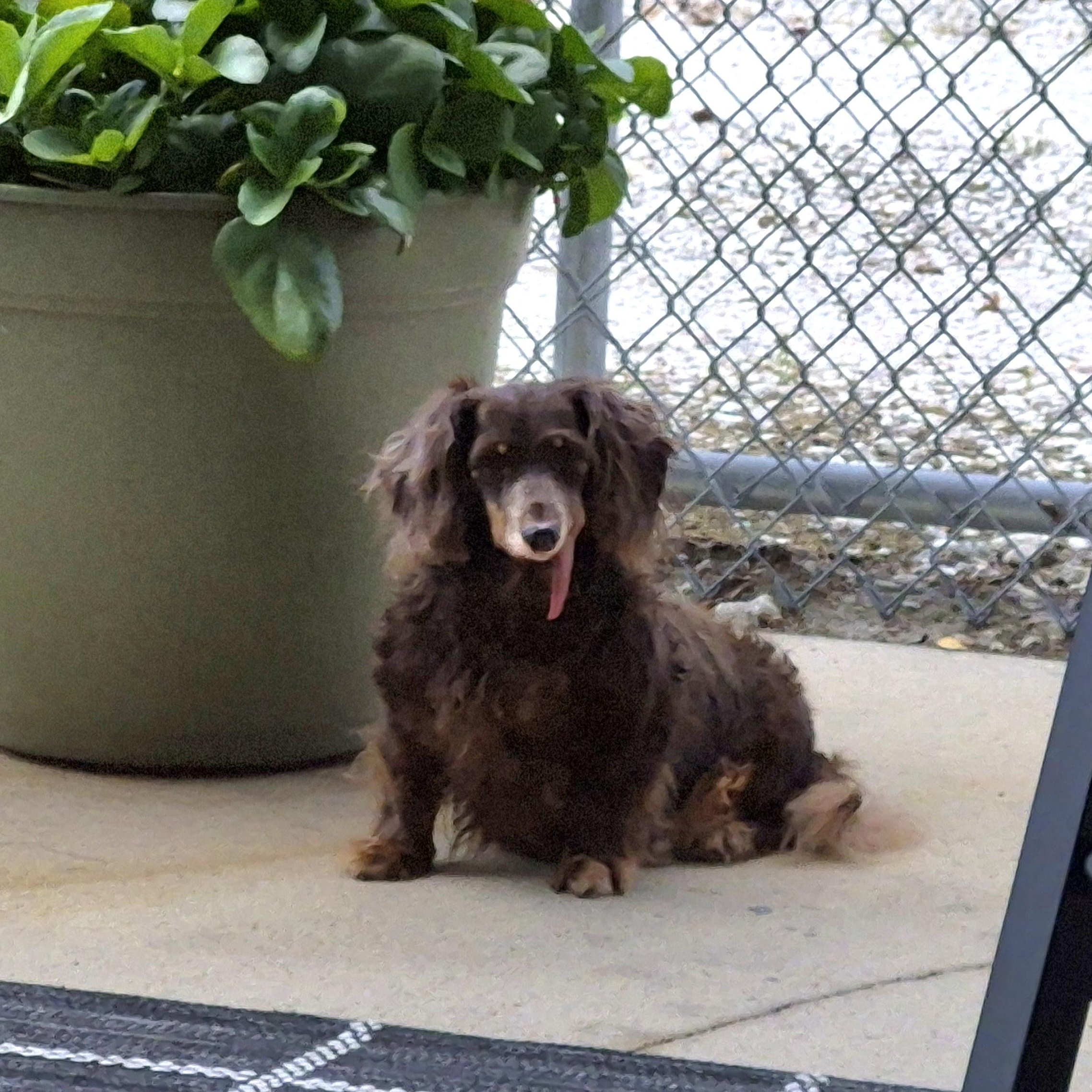 Enlarge Gabby, a ADOPTABLE Dachshund (Long Haired) in Orange Park, FL image 5/6