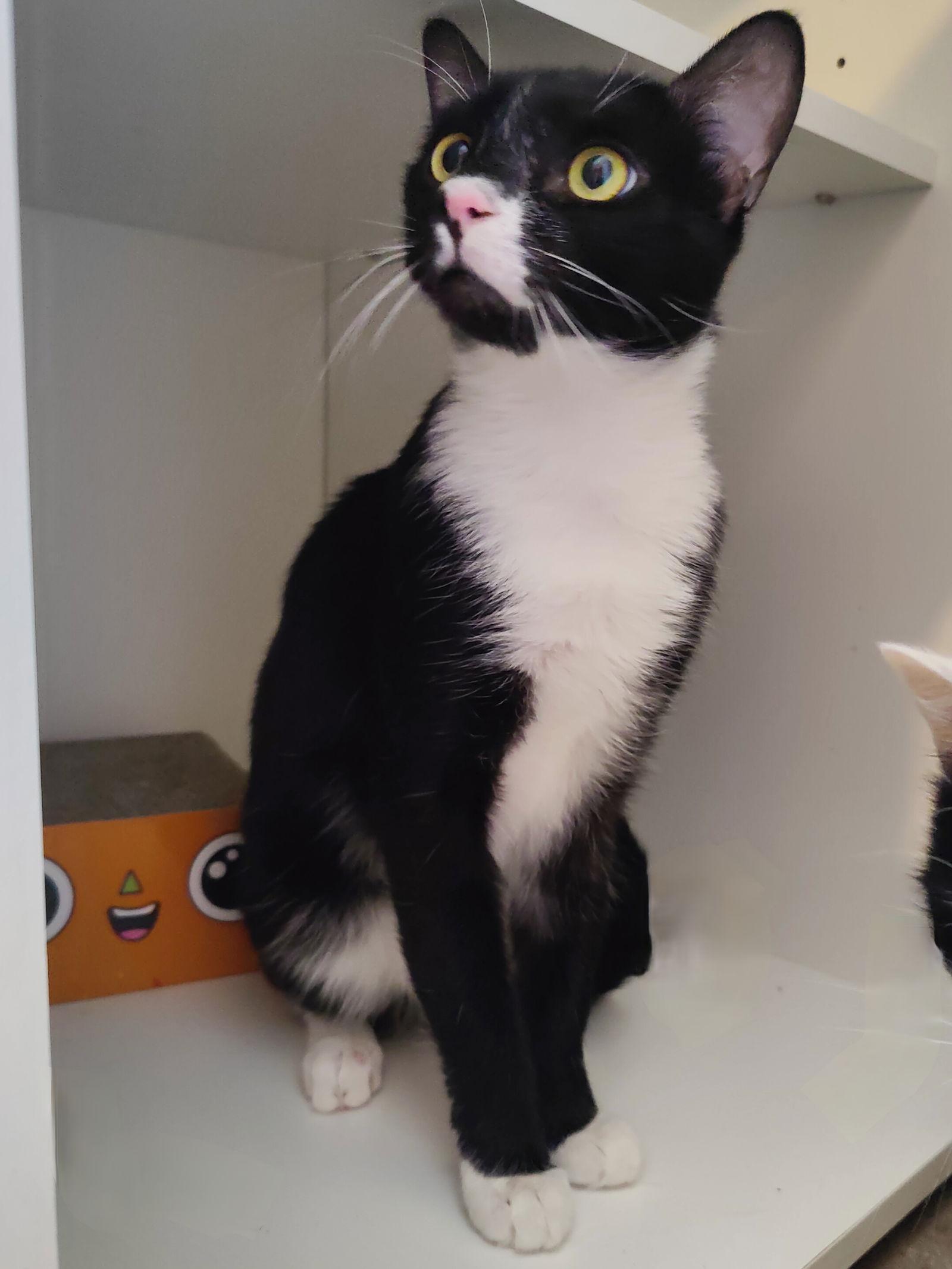 Enlarge Halla, a Adoptable Domestic Short Hair in Phoenix, AZ image 1/3