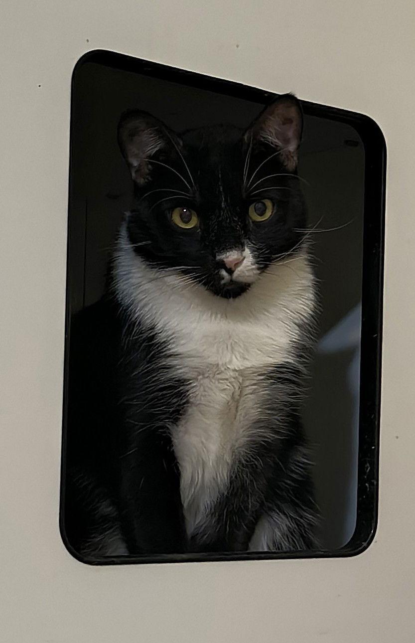 Enlarge Halla, a Adoptable Domestic Short Hair in Phoenix, AZ image 3/3