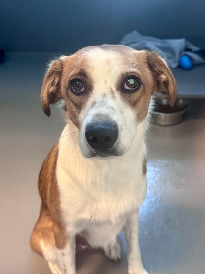 Della, Adoptable, Adult Female Mixed Breed & Mixed Breed.