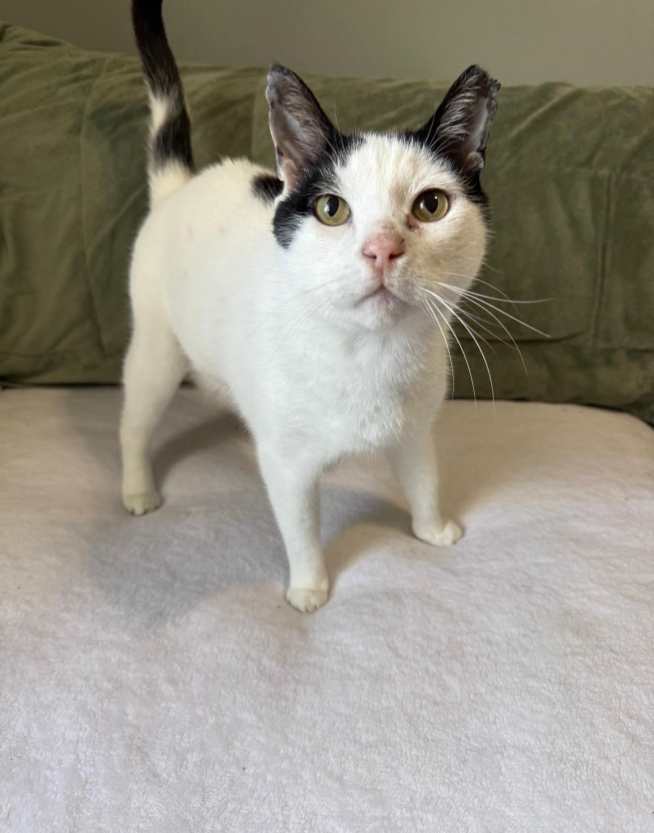 Enlarge Domino, a ADOPTABLE mixed breed in Harahan, LA image 3/3