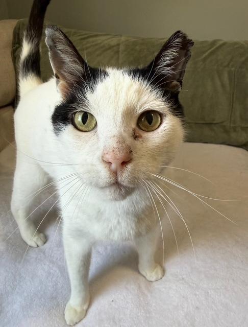 Domino, ADOPTABLE, Adult Male American Shorthair.