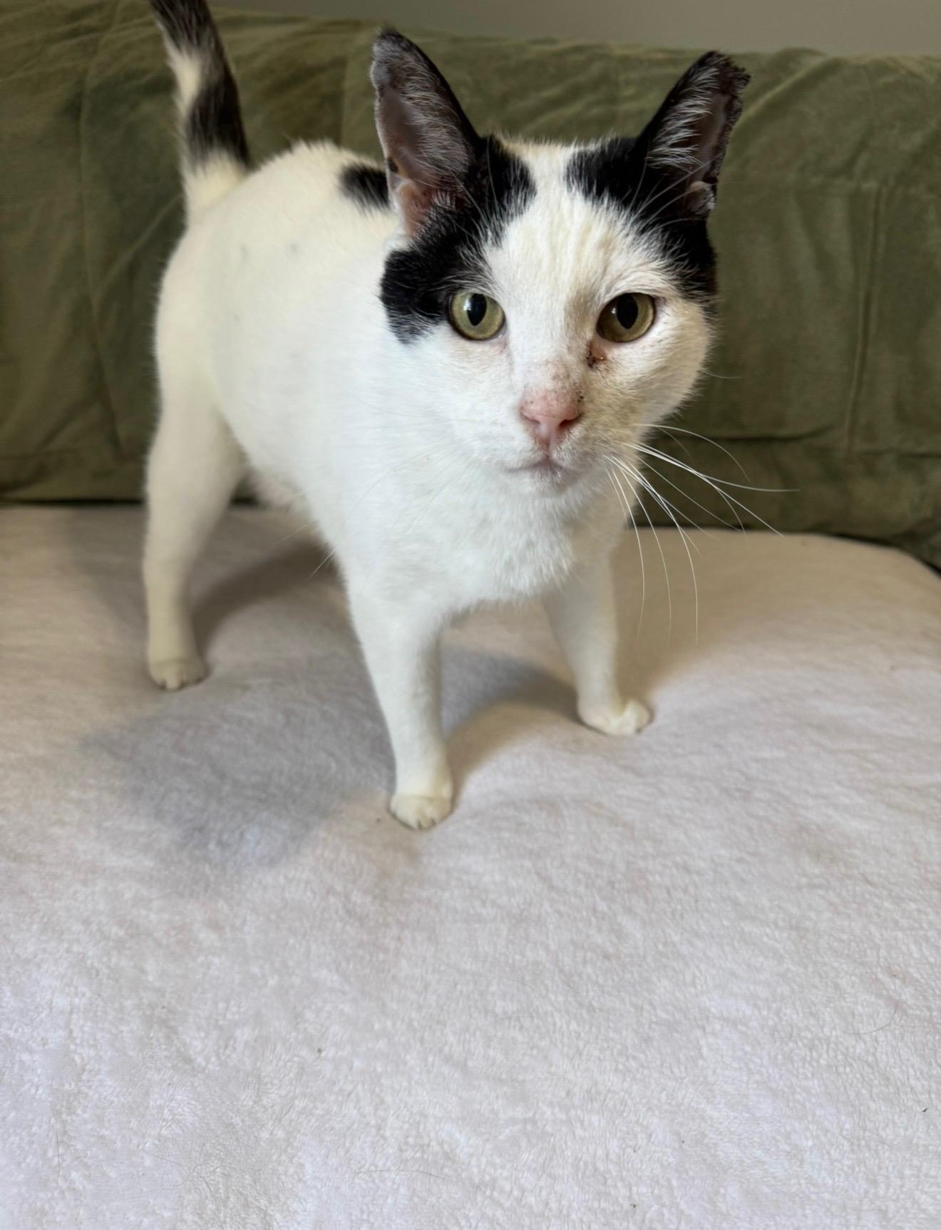 Enlarge Domino, a ADOPTABLE mixed breed in Harahan, LA image 2/3