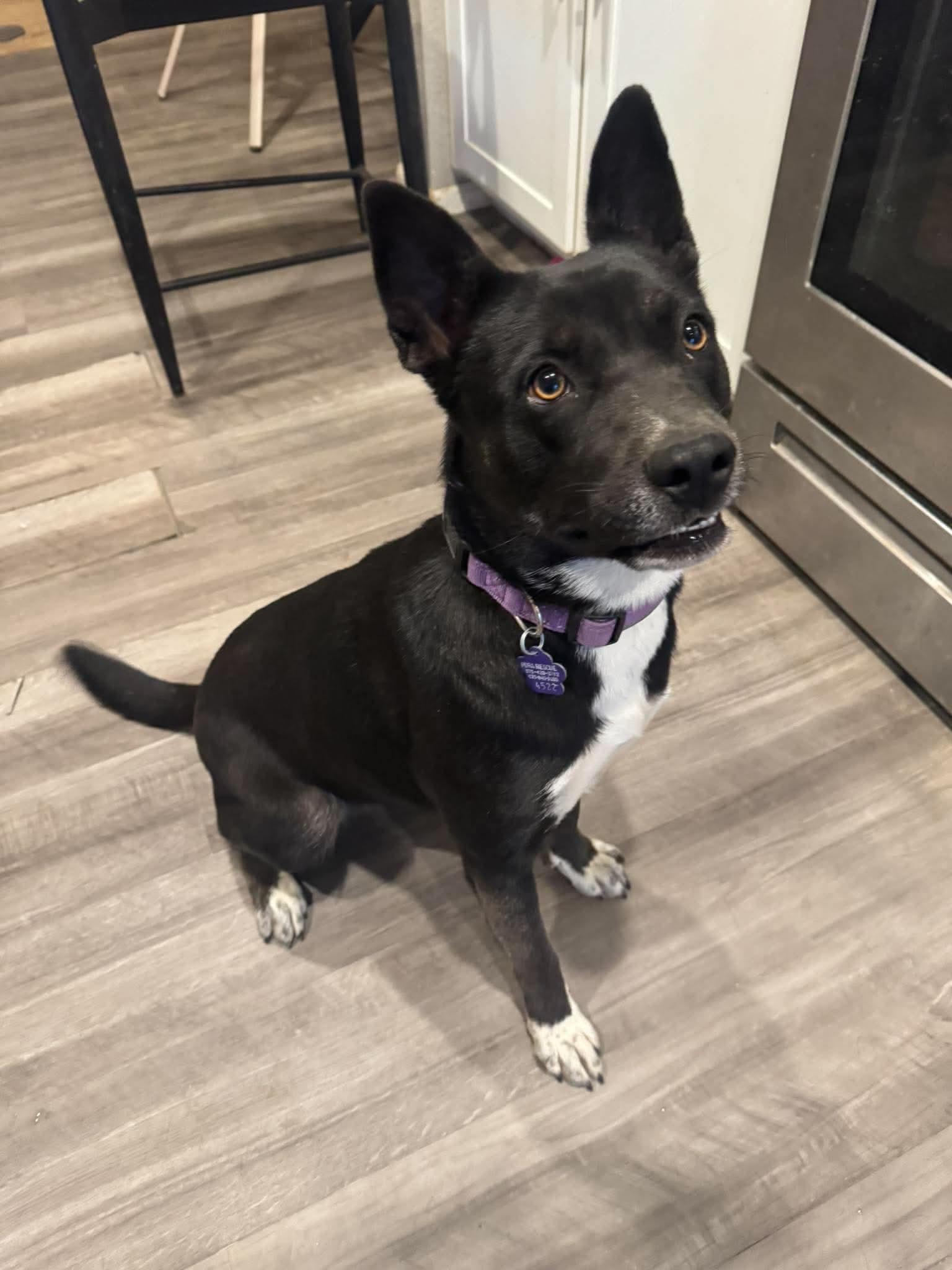 Enlarge Teresa, a Adoptable mixed breed in Denver, CO image 1/6