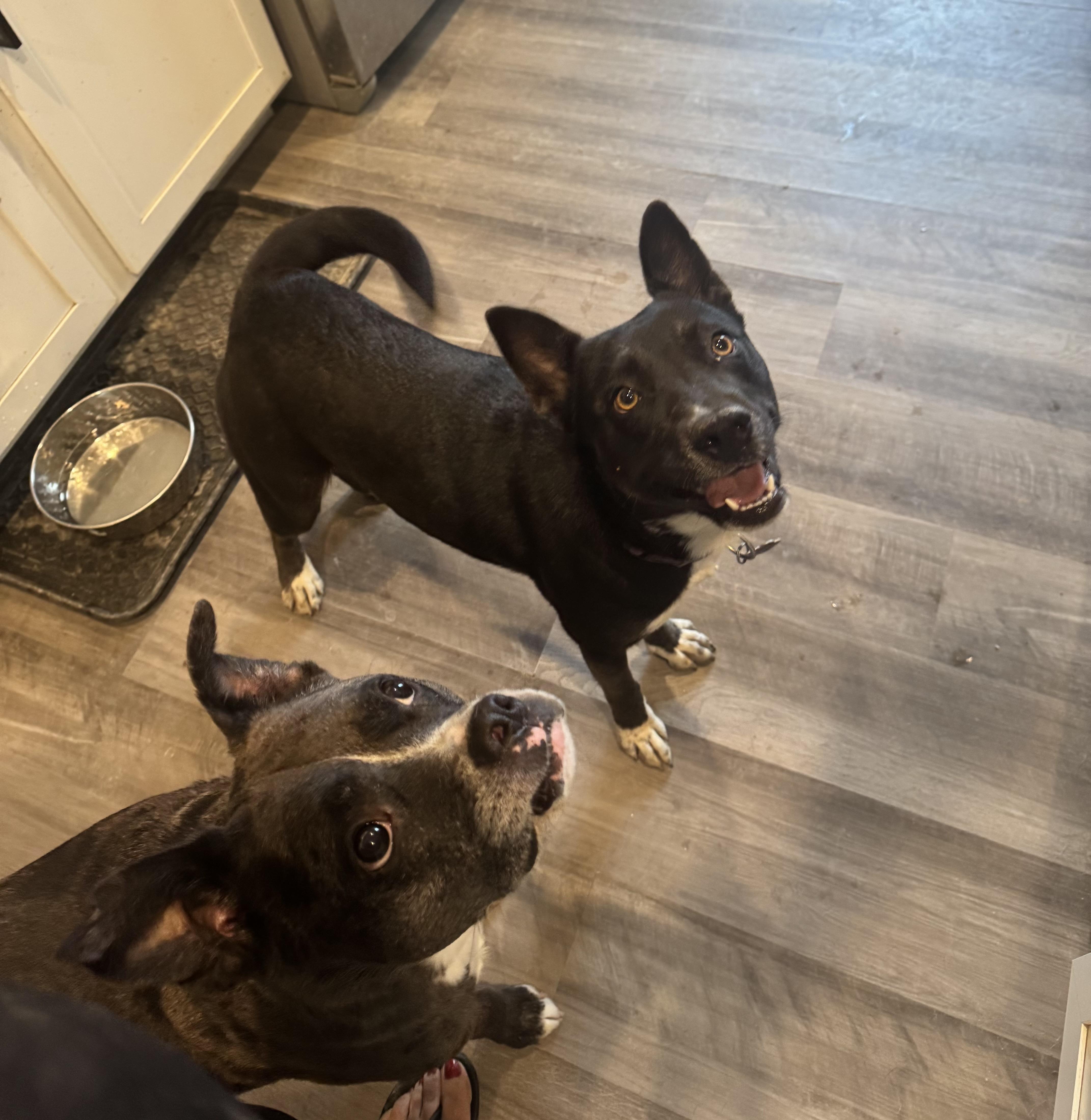 Enlarge Teresa, a Adoptable mixed breed in Denver, CO image 5/6