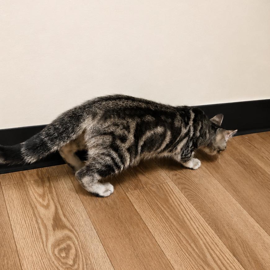 Chewie, Adoptable, Kitten Male Bengal.