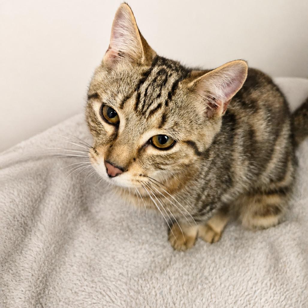 Enlarge Chewie, a Adoptable Bengal in Hopewell, VA image 3/4