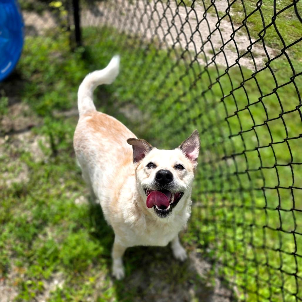 Banjo, Adoptable, Adult Male Mixed Breed.
