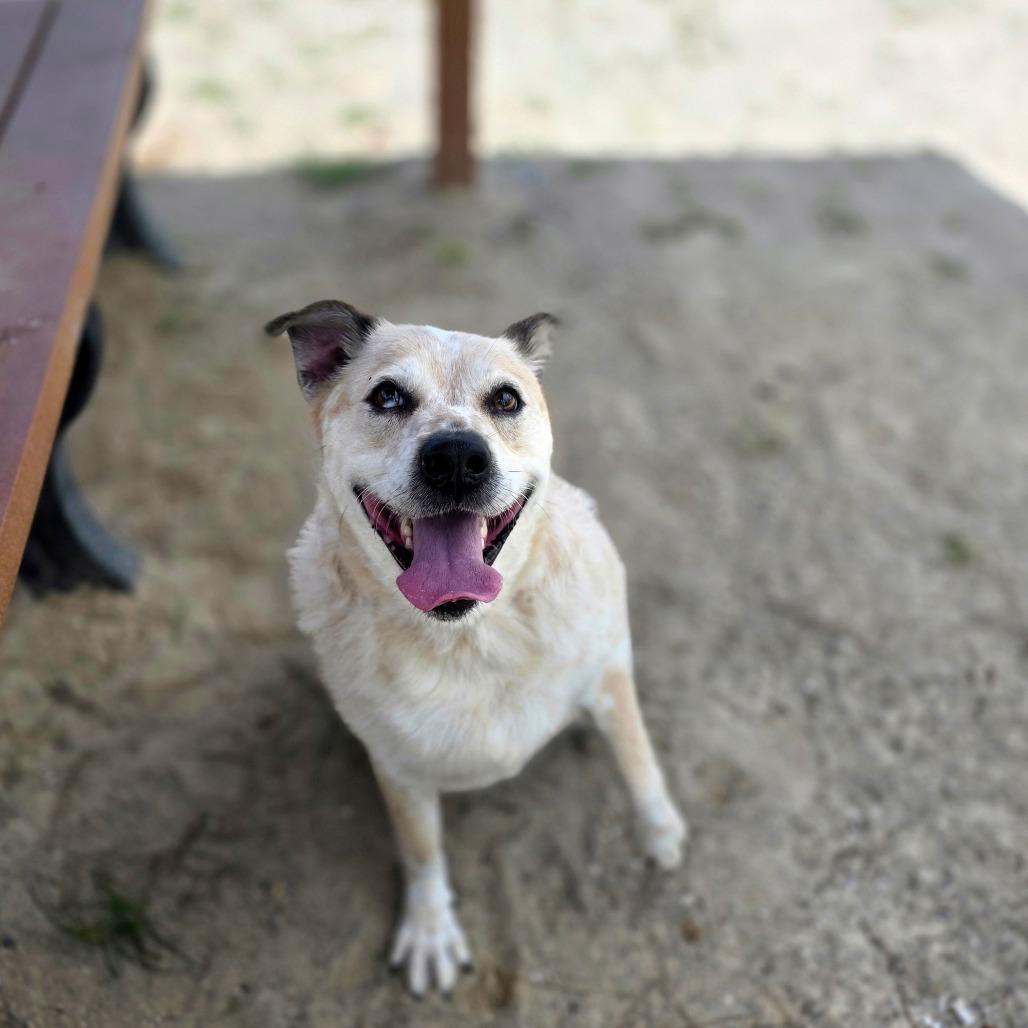Enlarge Banjo, a Adoptable Mixed Breed in Port Charlotte, FL image 2/6