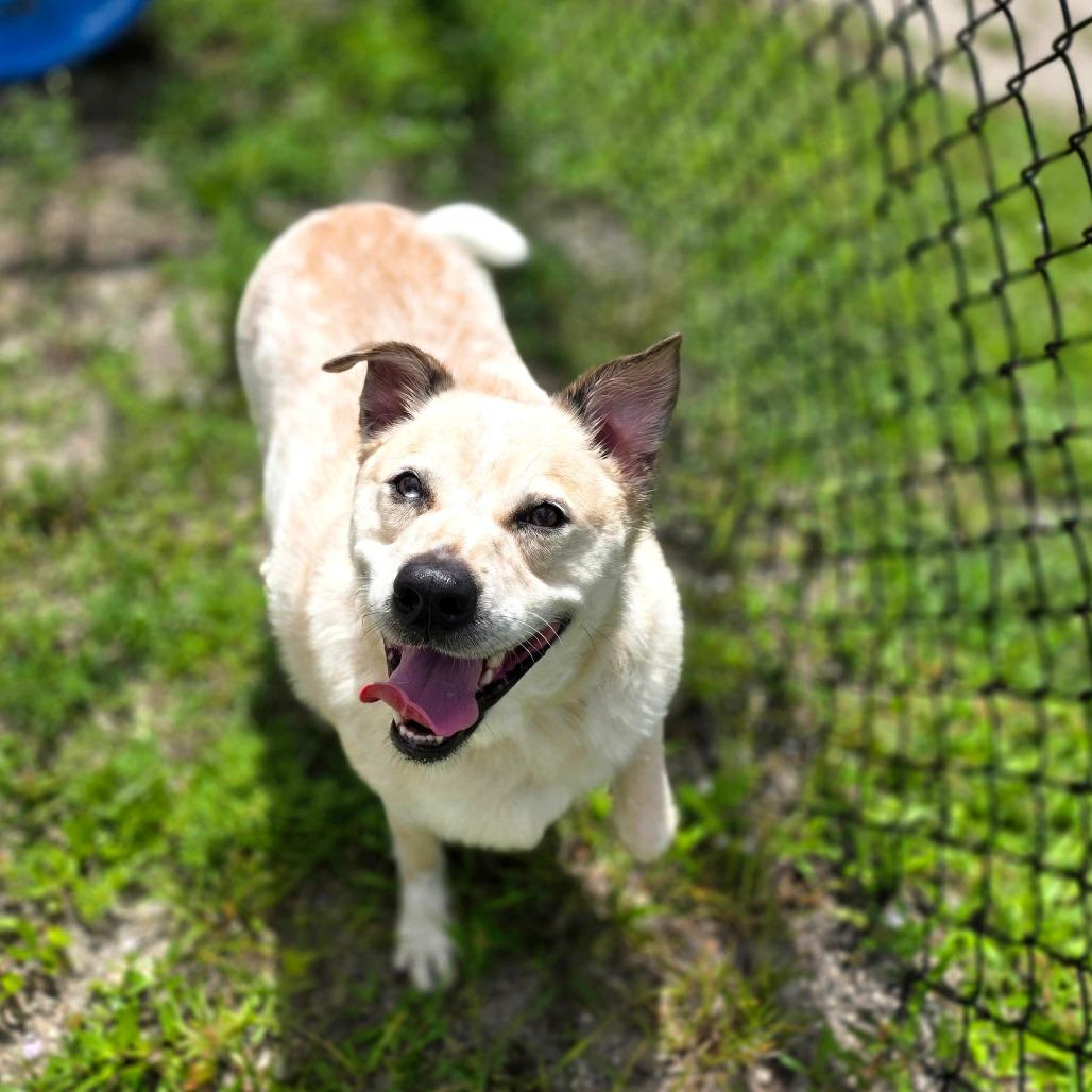 Enlarge Banjo, a Adoptable Mixed Breed in Port Charlotte, FL image 3/6