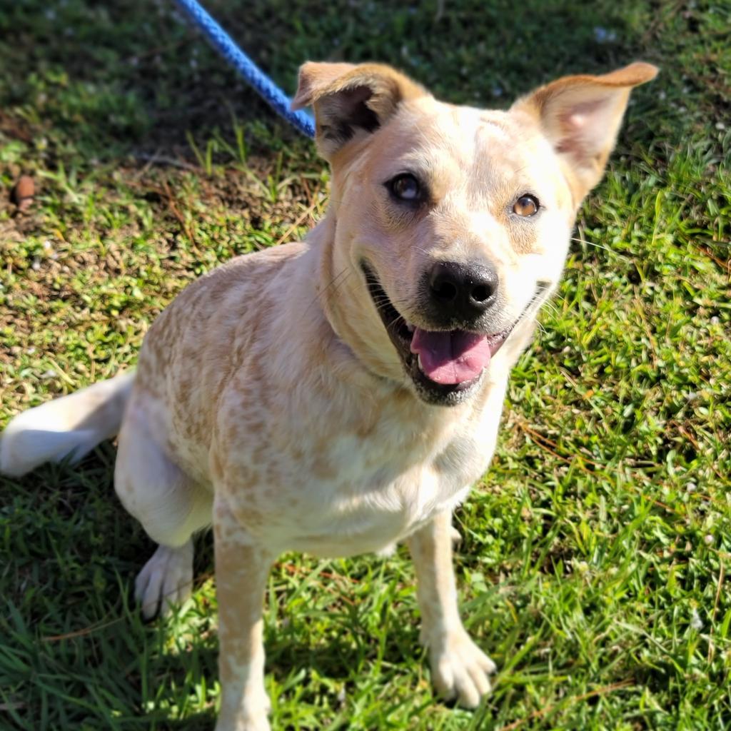 Enlarge Banjo, a Adoptable Mixed Breed in Port Charlotte, FL image 4/6