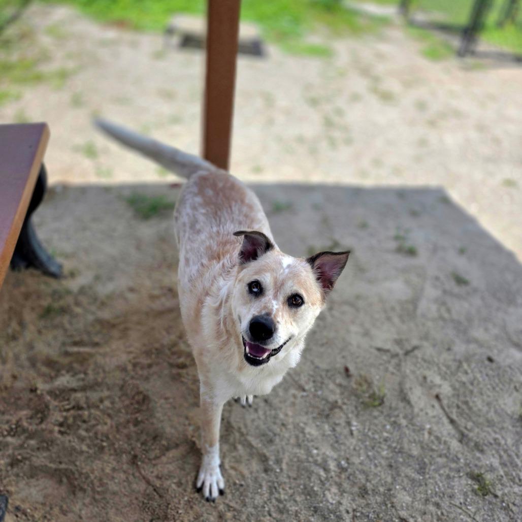 Enlarge Banjo, a Adoptable Mixed Breed in Port Charlotte, FL image 5/6