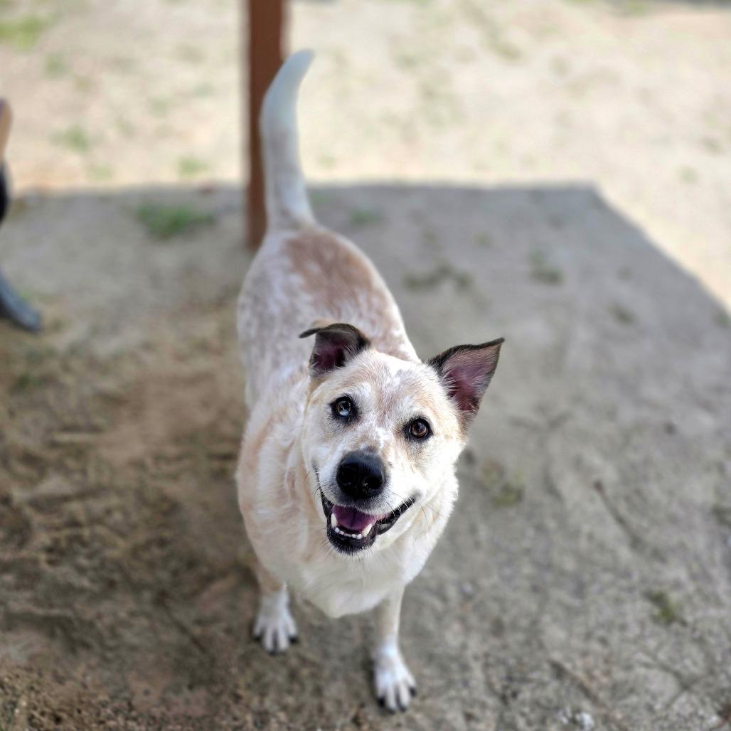 Enlarge Banjo, a Adoptable Mixed Breed in Port Charlotte, FL image 6/6