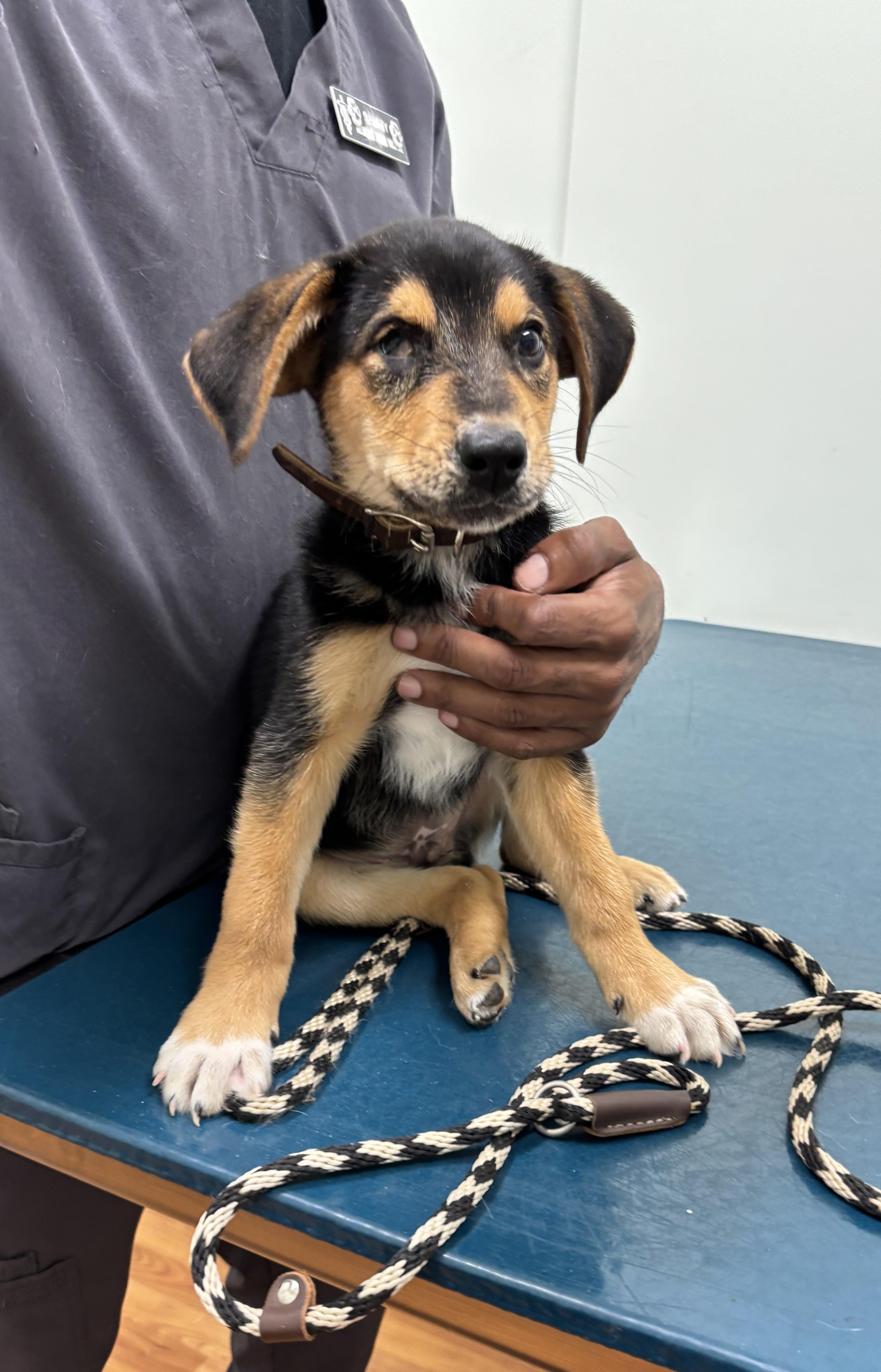 Benton, a Adoptable mixed breed in Falls Church, VA image 4/4