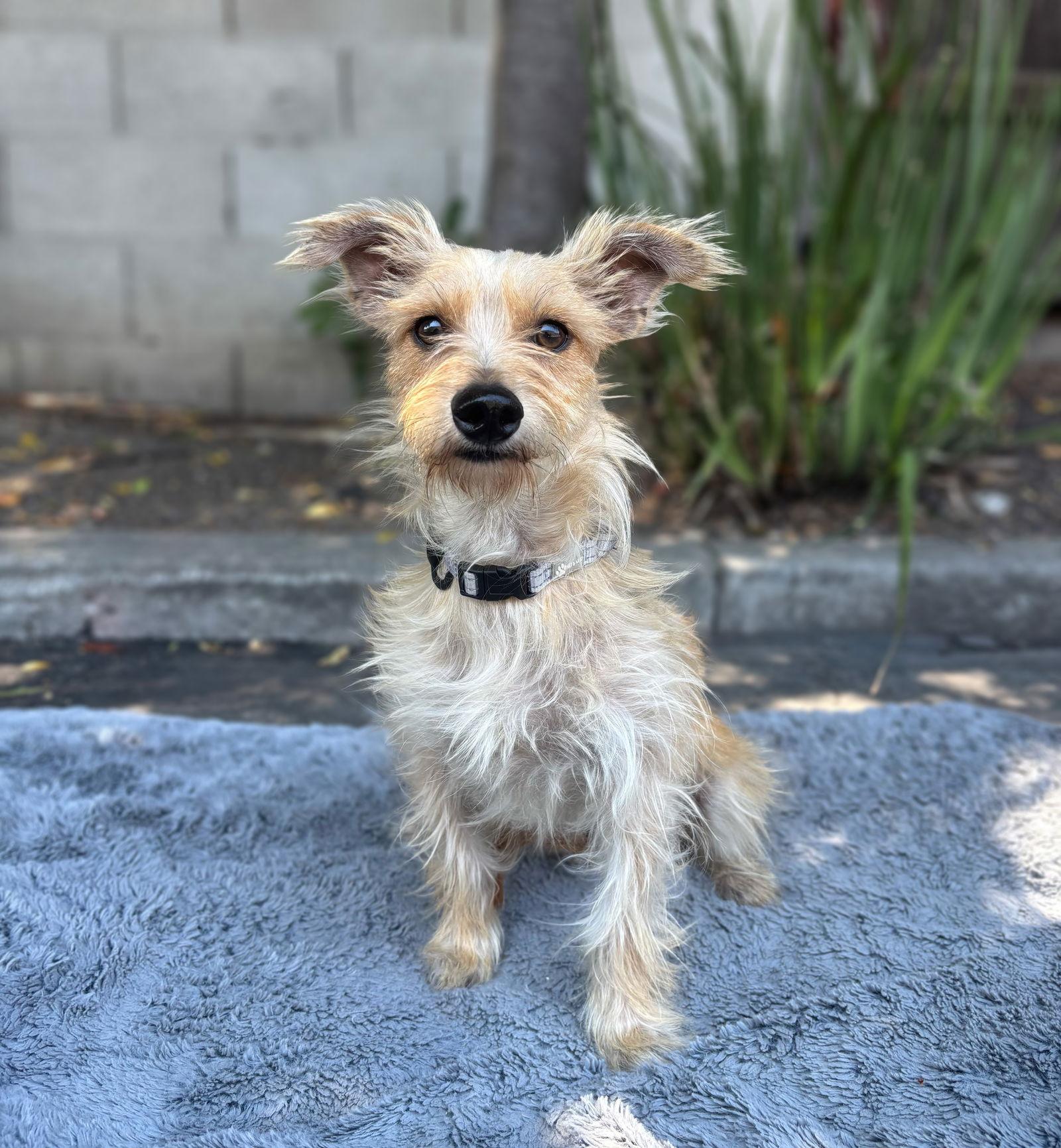 Amelie, Adopted, Adult Female Norfolk Terrier.