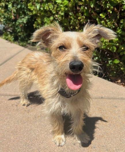 Enlarge Amelie, a Adopted Norfolk Terrier in Palo Alto, CA image 2/3
