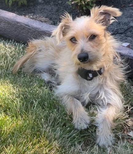 Enlarge Amelie, a Adopted Norfolk Terrier in Palo Alto, CA image 3/3
