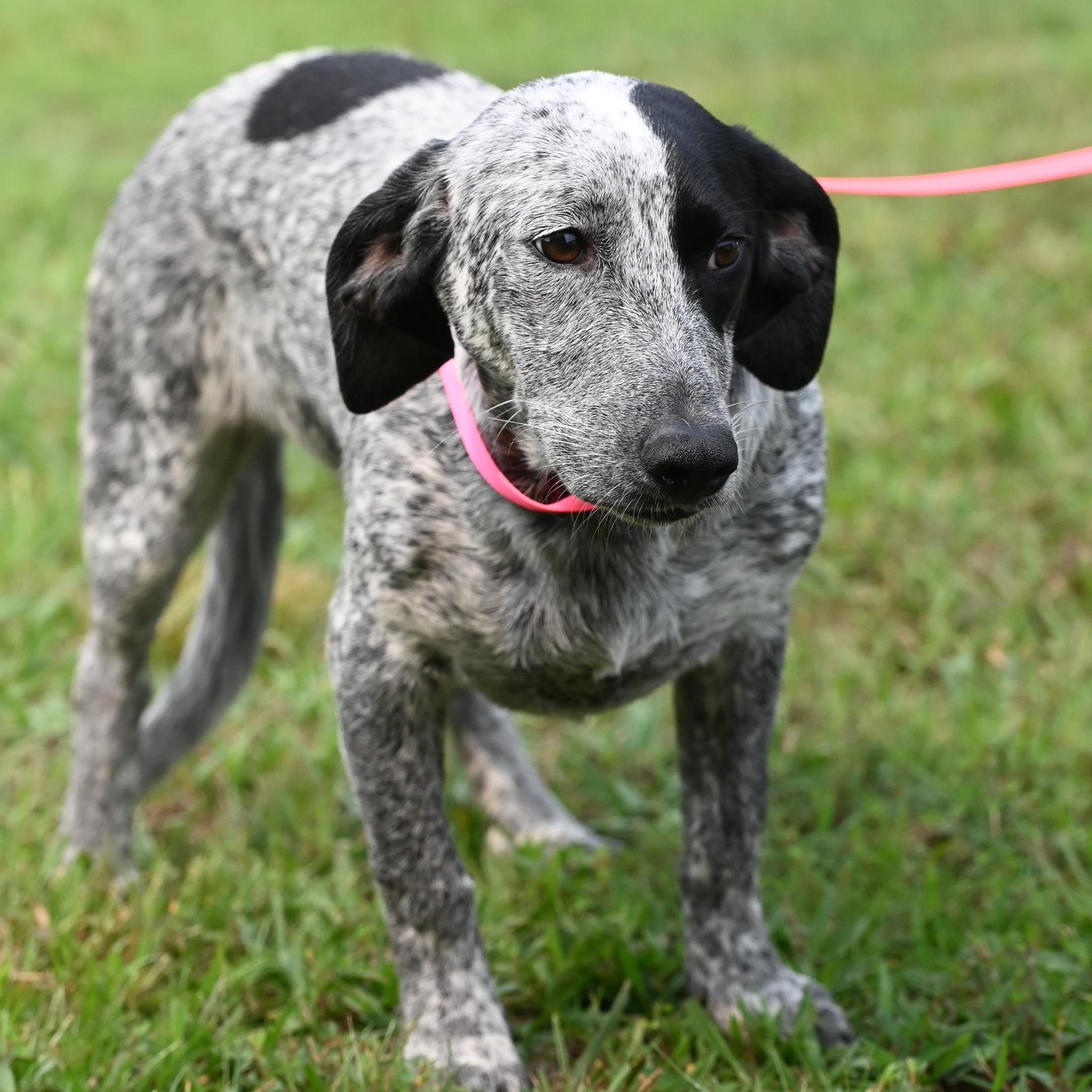 Ruth, an adopted mixed breed in Cumberland , VA image 2/5