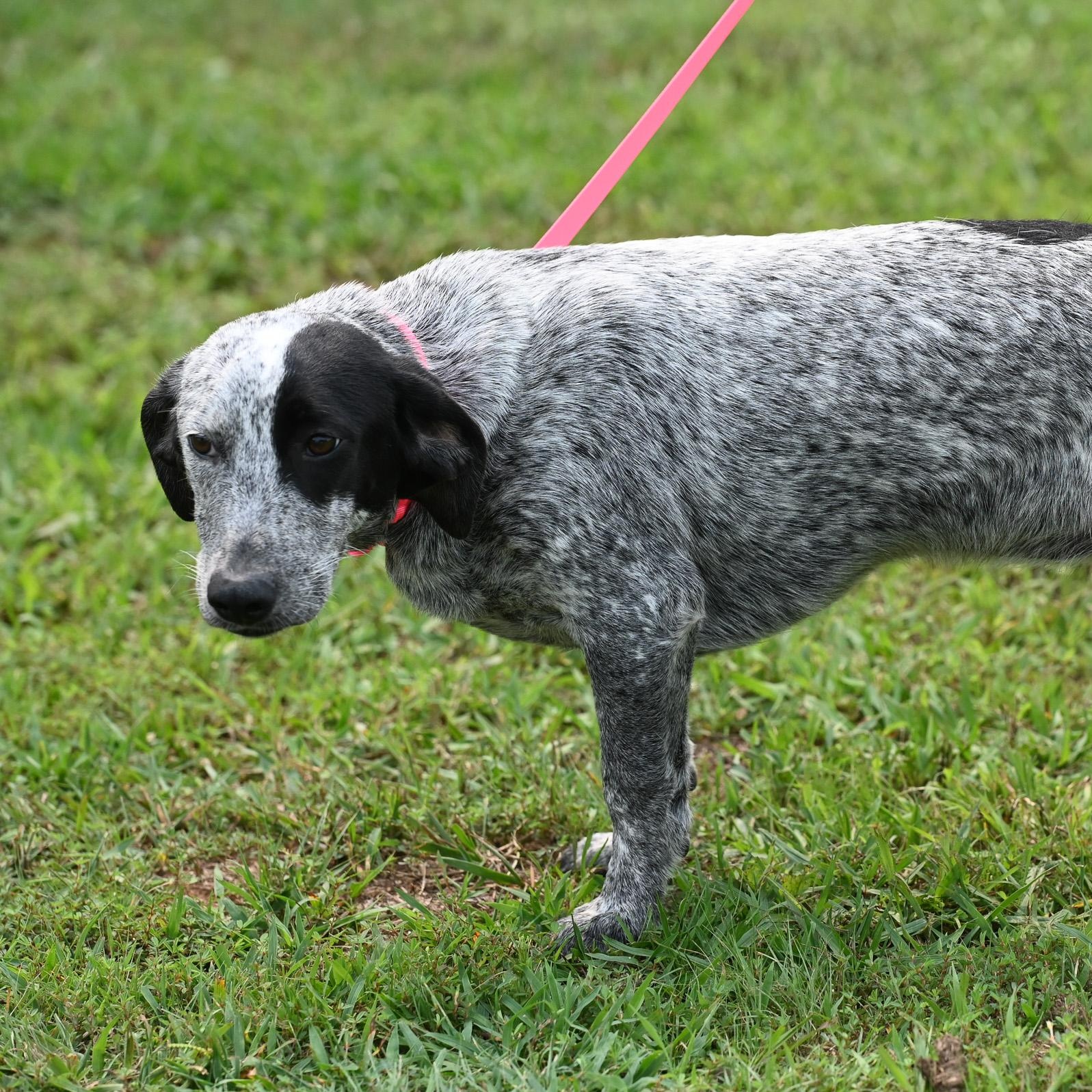 Ruth, an adopted mixed breed in Cumberland , VA image 3/5