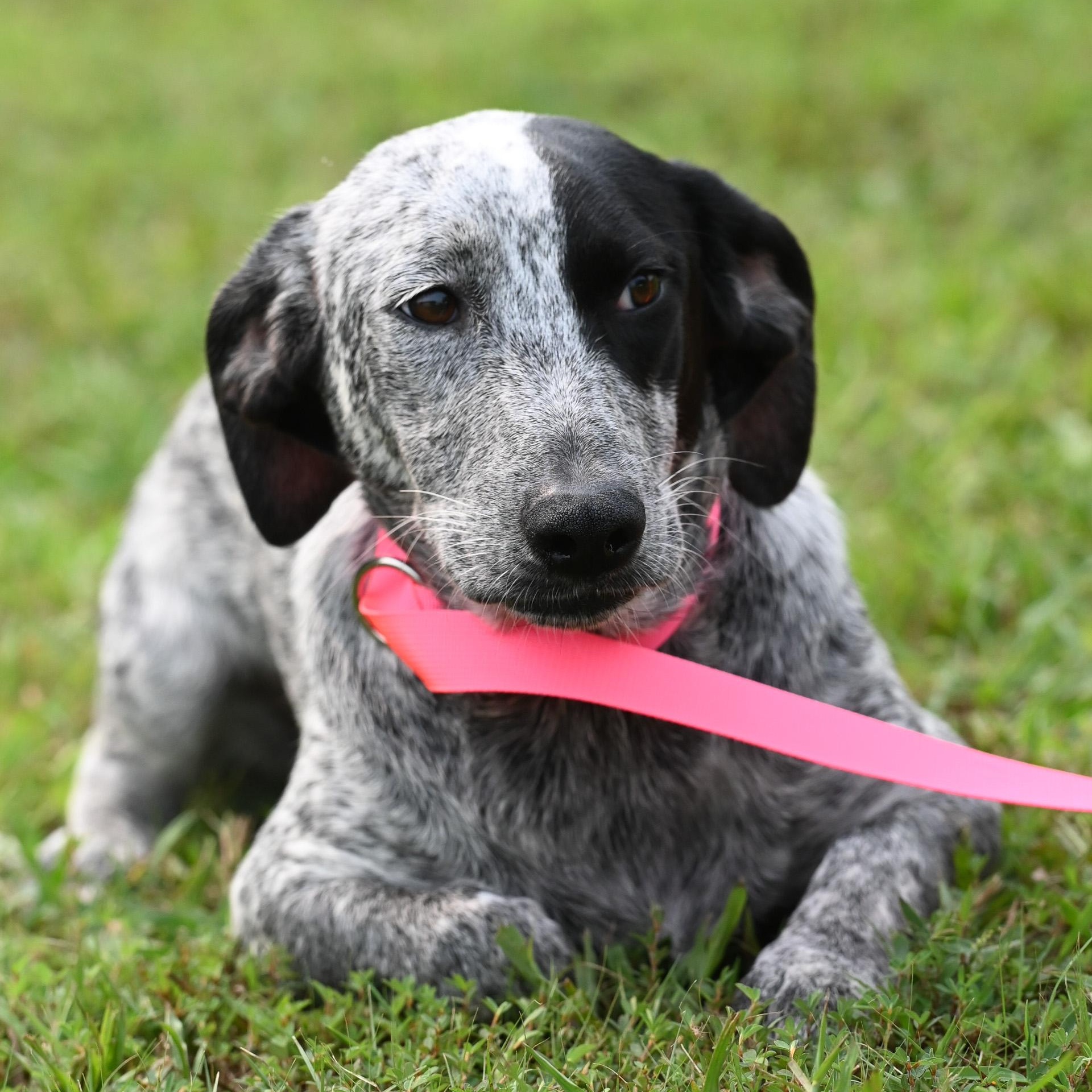 Ruth, adopted, Young Female Bluetick Coonhound & Dachshund.