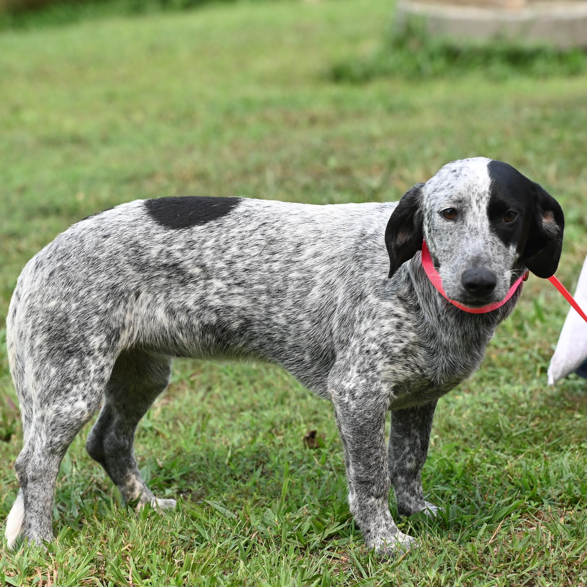 Ruth, an adopted mixed breed in Cumberland , VA image 5/5