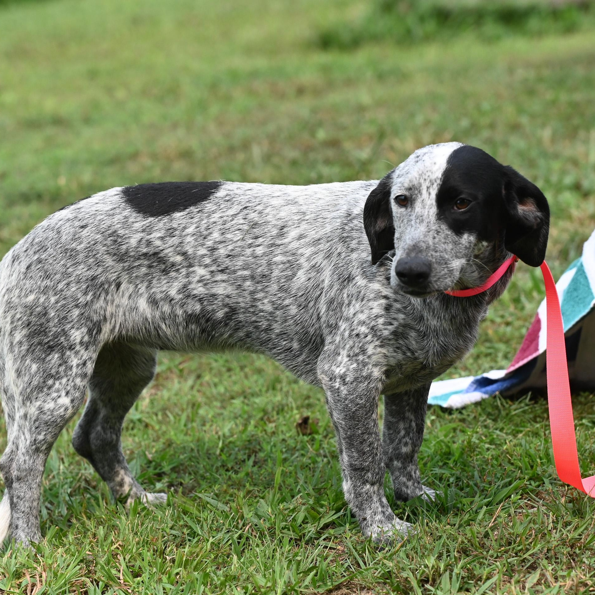 Ruth, an adopted mixed breed in Cumberland , VA image 4/5