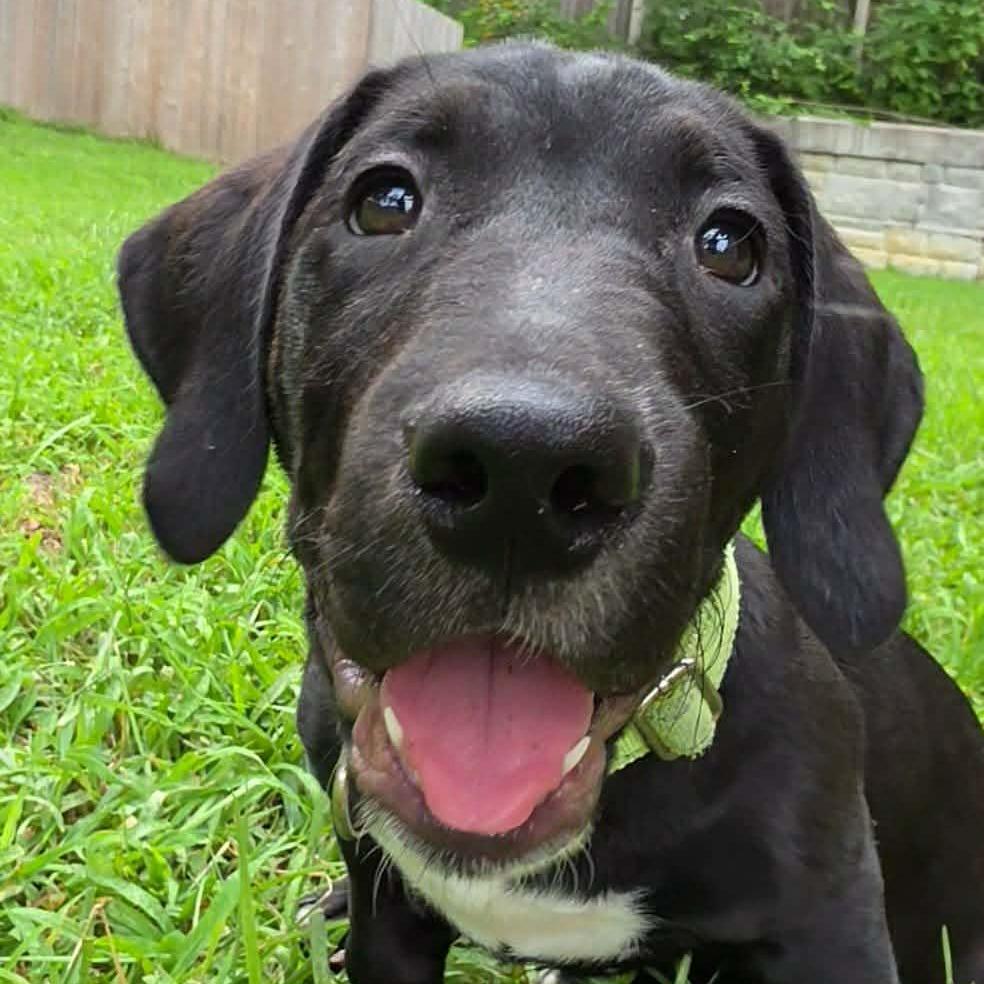 Long Live, Adoptable, Puppy Male Black Labrador Retriever & Mixed Breed.