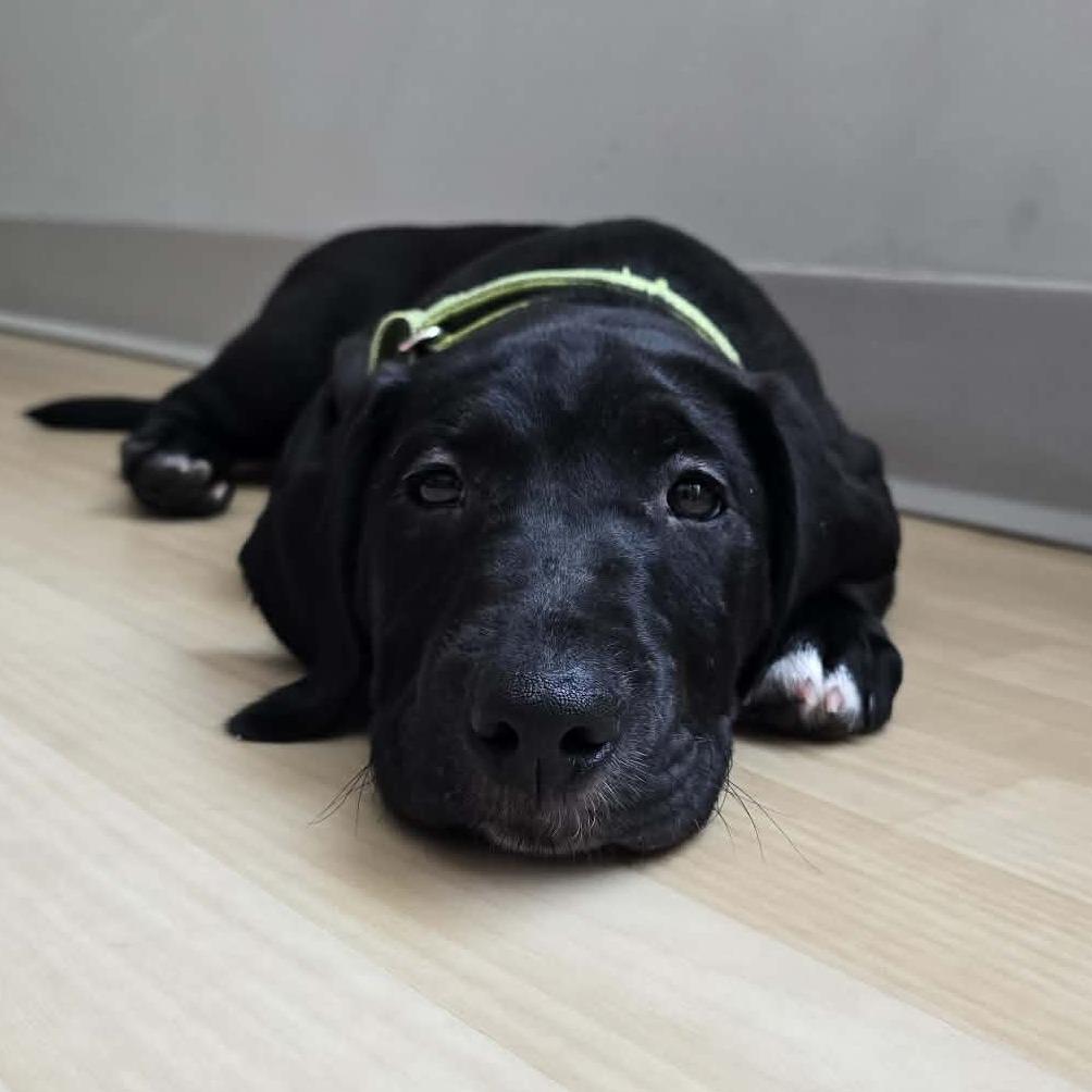 Long Live, a Adoptable mixed breed in Olathe, KS image 3/6