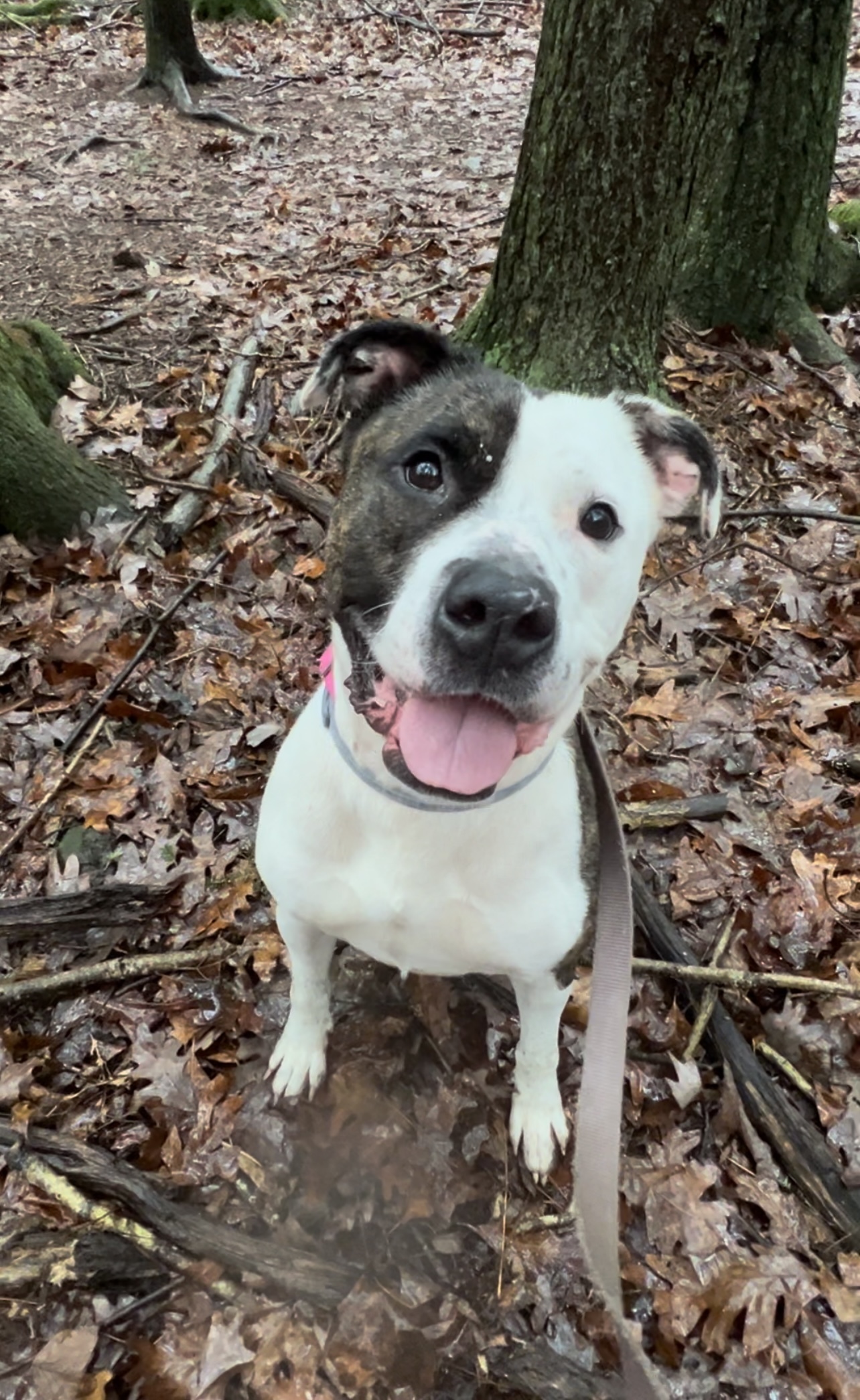 Enlarge ZEBONA, a Adoptable Pit Bull Terrier in Millerstown, PA image 1/6