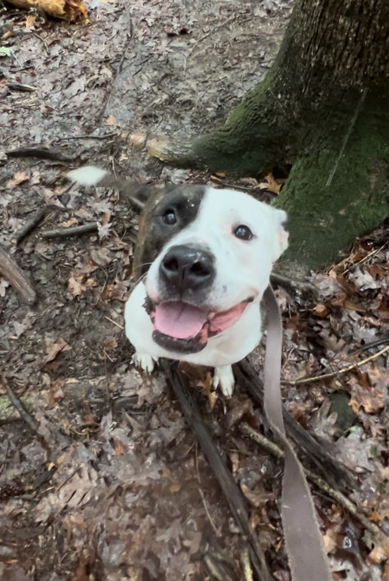 Enlarge ZEBONA, a Adoptable Pit Bull Terrier in Millerstown, PA image 2/6