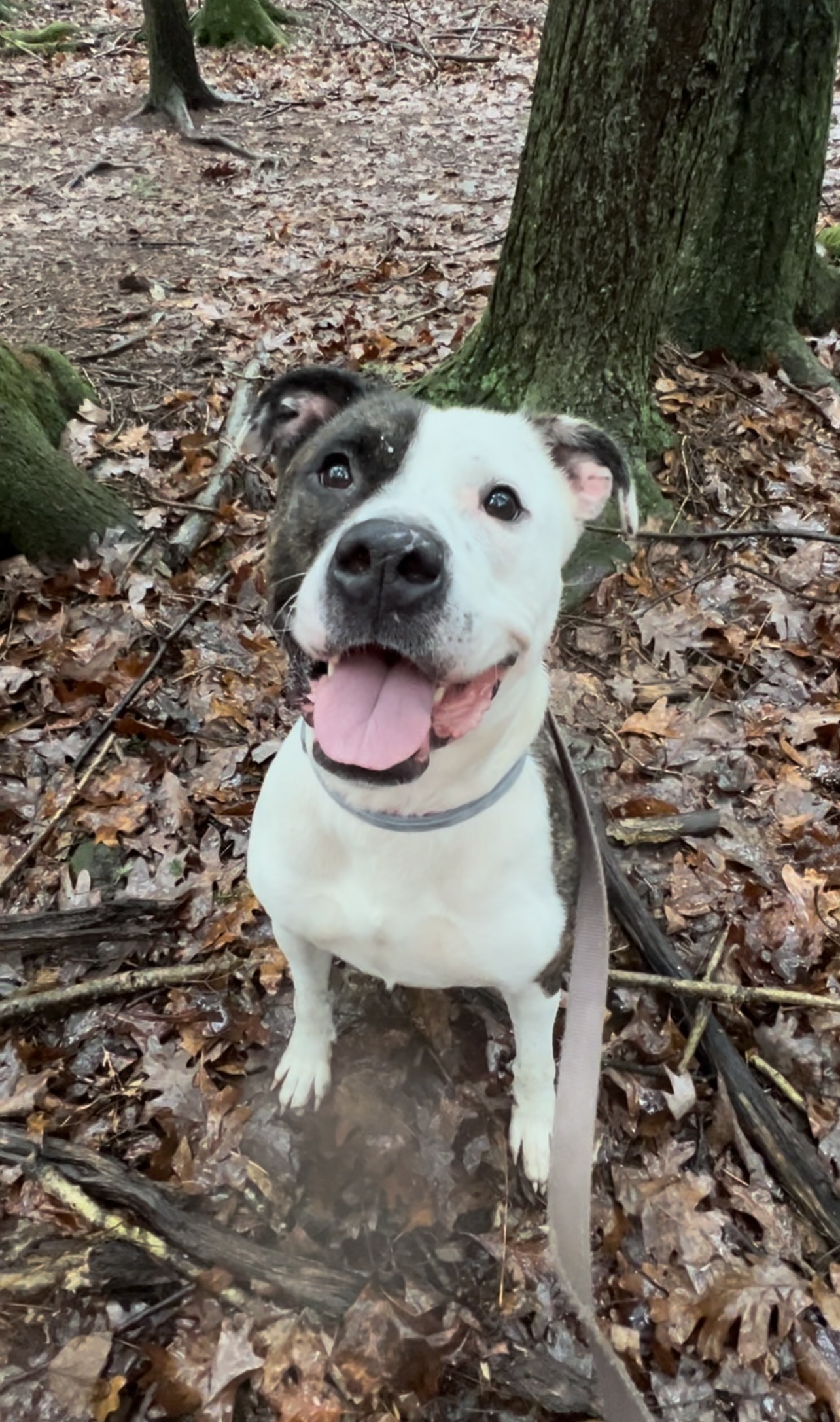 Enlarge ZEBONA, a Adoptable Pit Bull Terrier in Millerstown, PA image 3/6