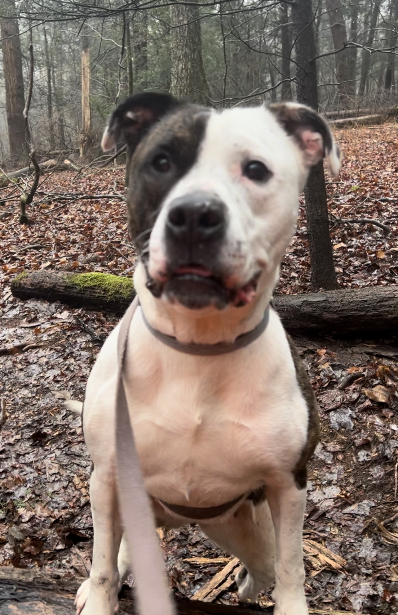 Enlarge ZEBONA, a Adoptable Pit Bull Terrier in Millerstown, PA image 4/6
