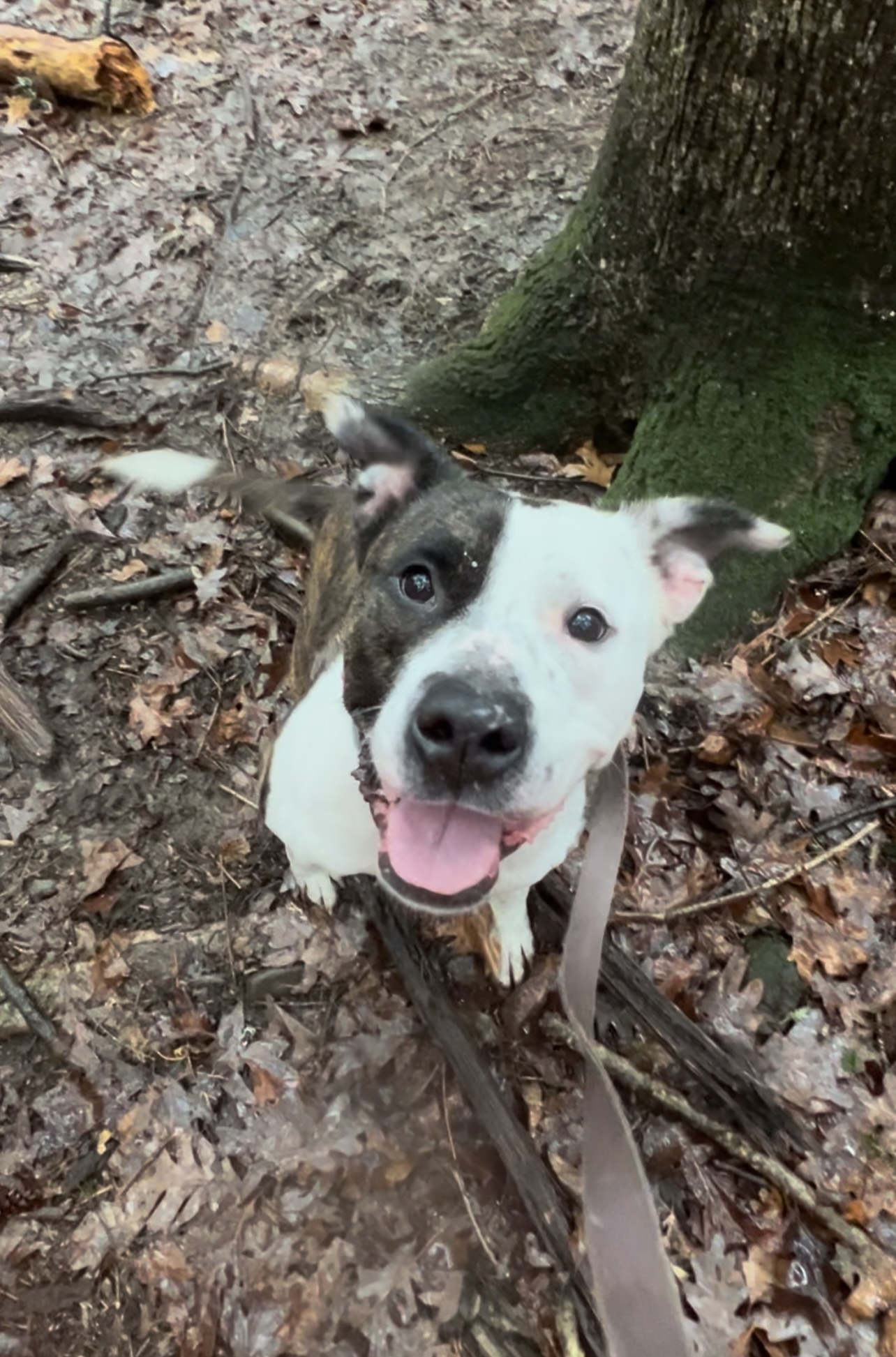 Enlarge ZEBONA, a Adoptable Pit Bull Terrier in Millerstown, PA image 5/6