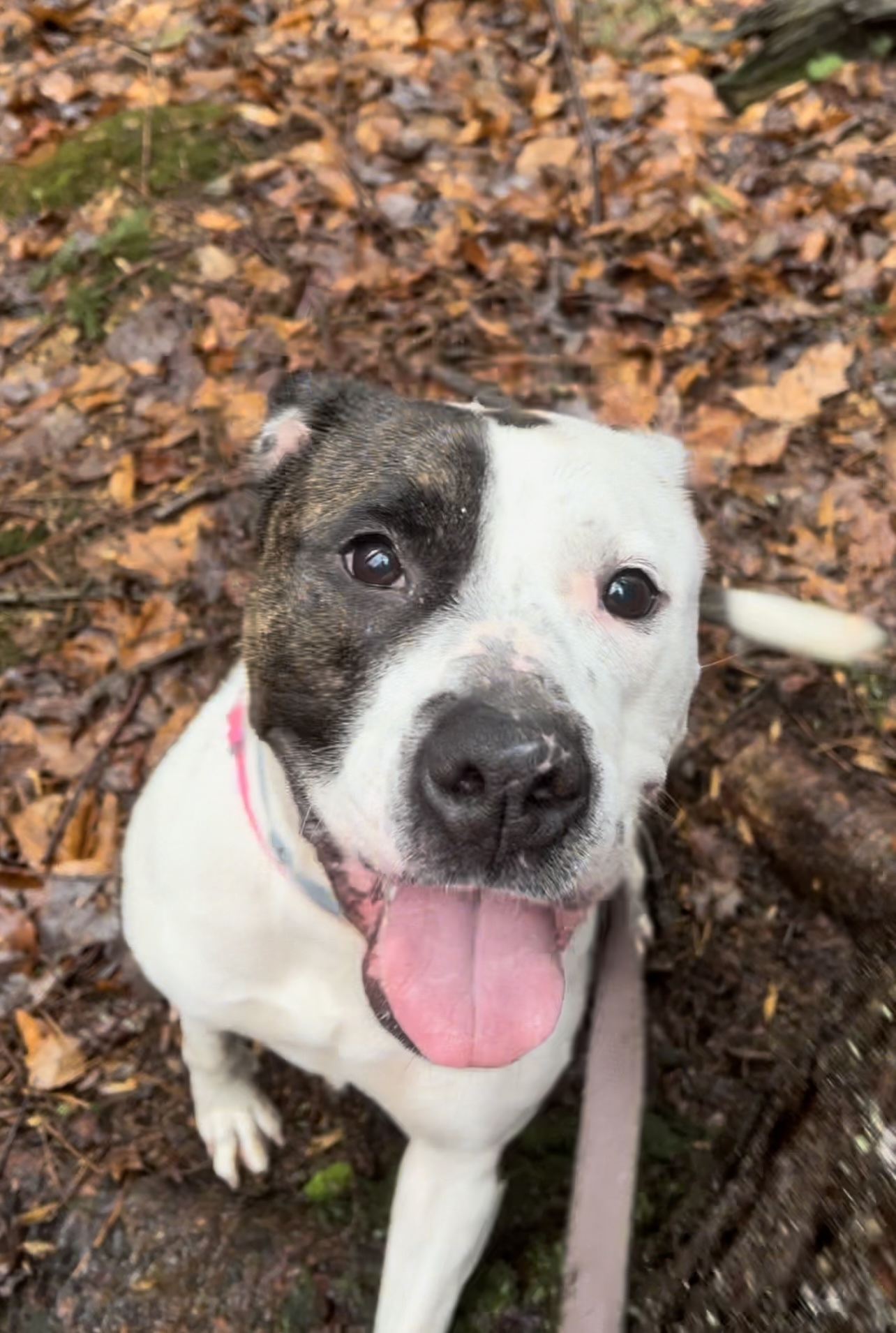 Enlarge ZEBONA, a Adoptable Pit Bull Terrier in Millerstown, PA image 6/6
